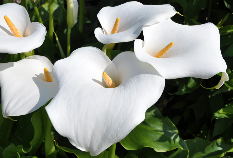 Arum (Calla aethiopica) - Image 4