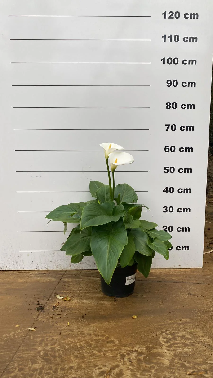 Arum (Calla aethiopica) - Image 5