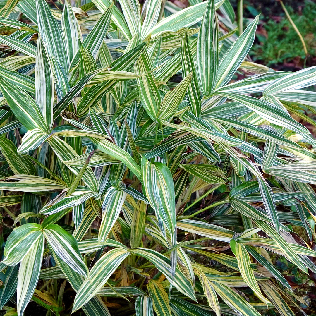Bambusa Nana Variegata (Pleiob.For.Argenteom.) - Image 3