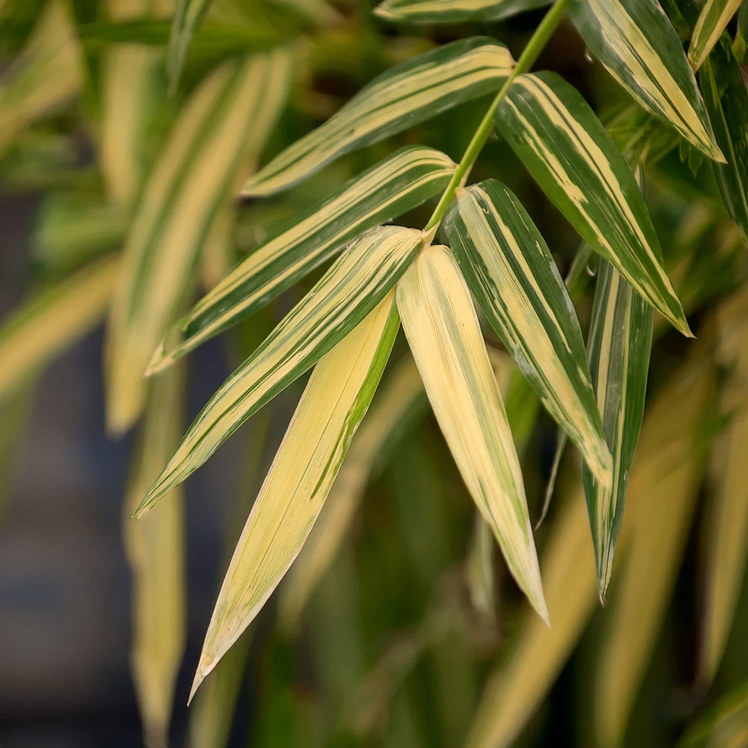 Bambusa Nana Variegata (Pleiob.For.Argenteom.) - Image 4