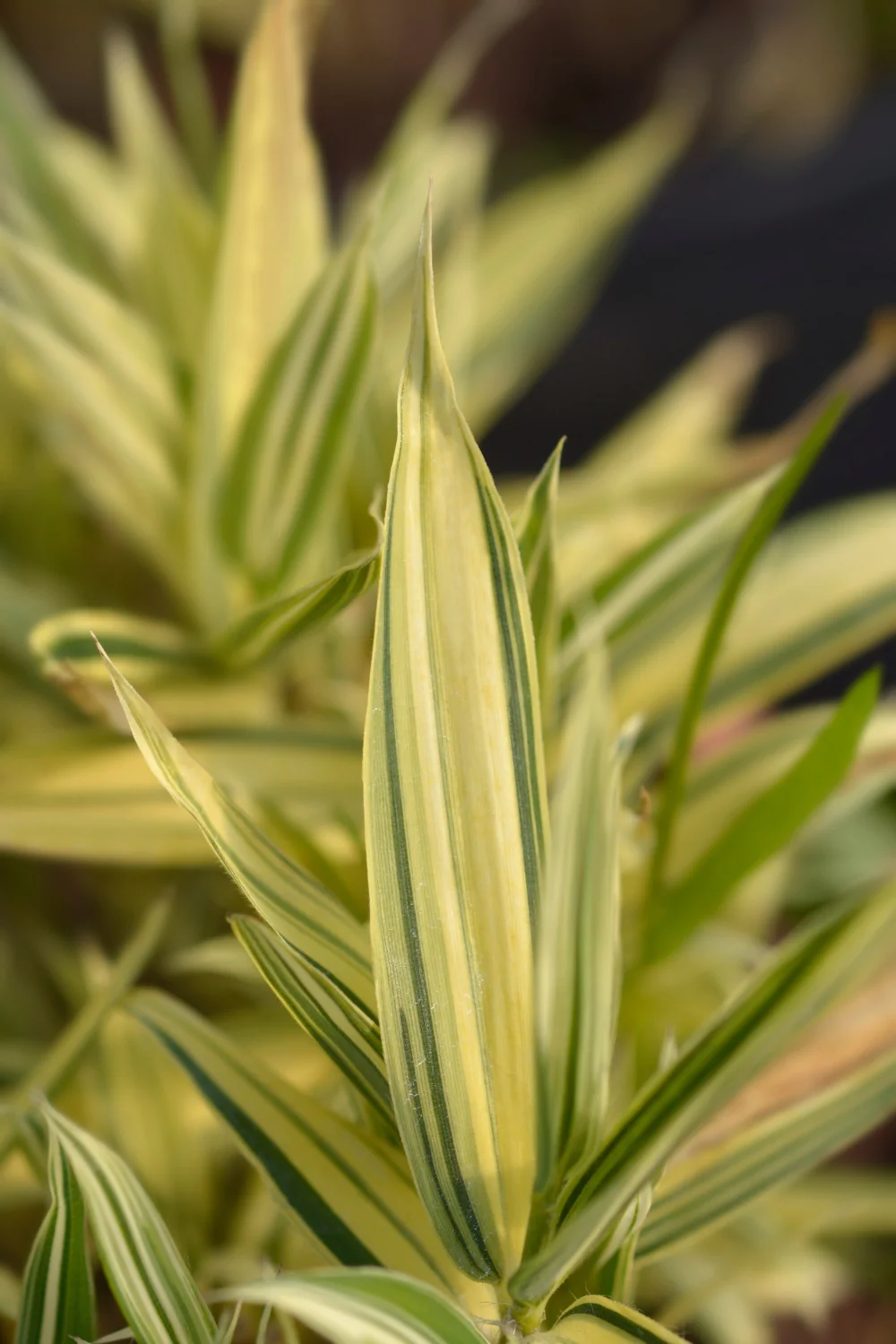 Bambusa Nana Variegata (Pleiob.For.Argenteom.) - Image 6