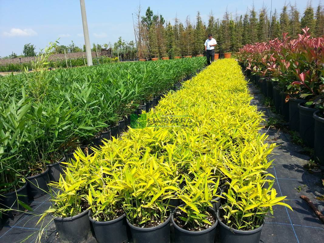 Bambusa Nana Variegata (Pleiob.For.Argenteom.) - Image 7