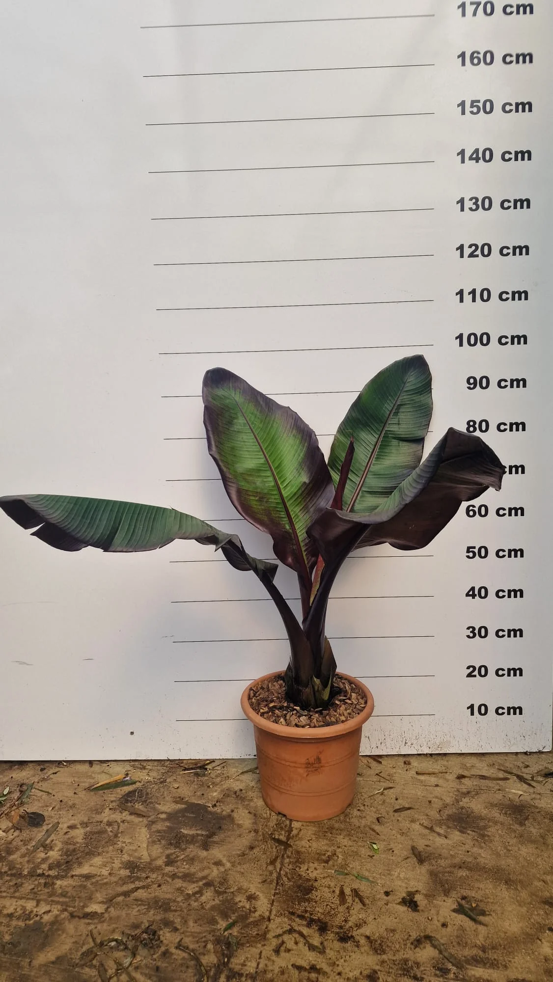 Bananier à feuilles rouges (Musa Ensete Maurelli) - Image 5