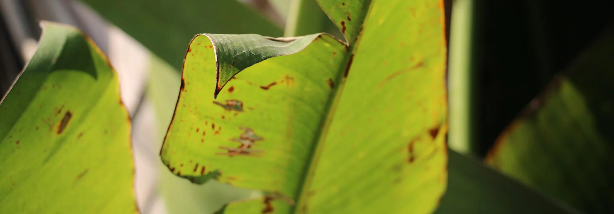 Bananier à feuilles rouges (Musa Ensete Maurelli) - Image 6