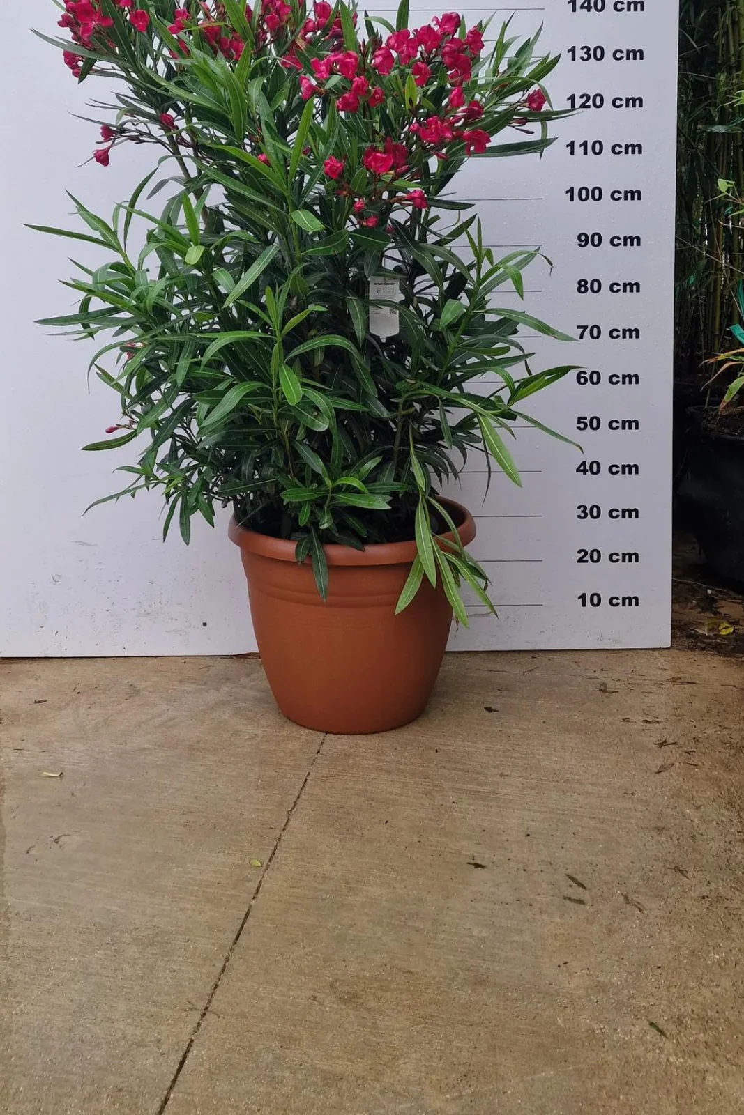 Pot Bologna - Image 3