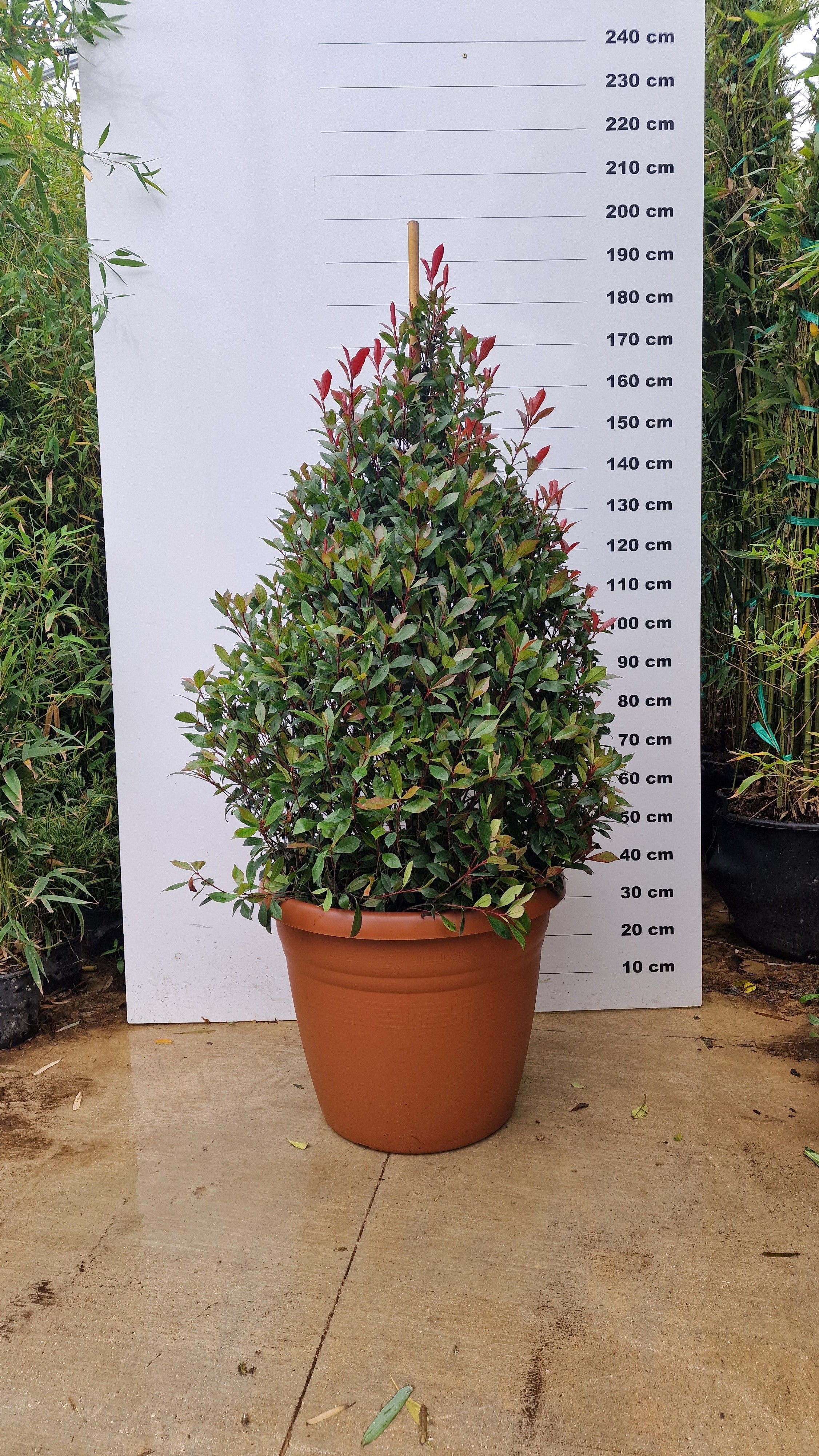 Pot Bologna - Image 4