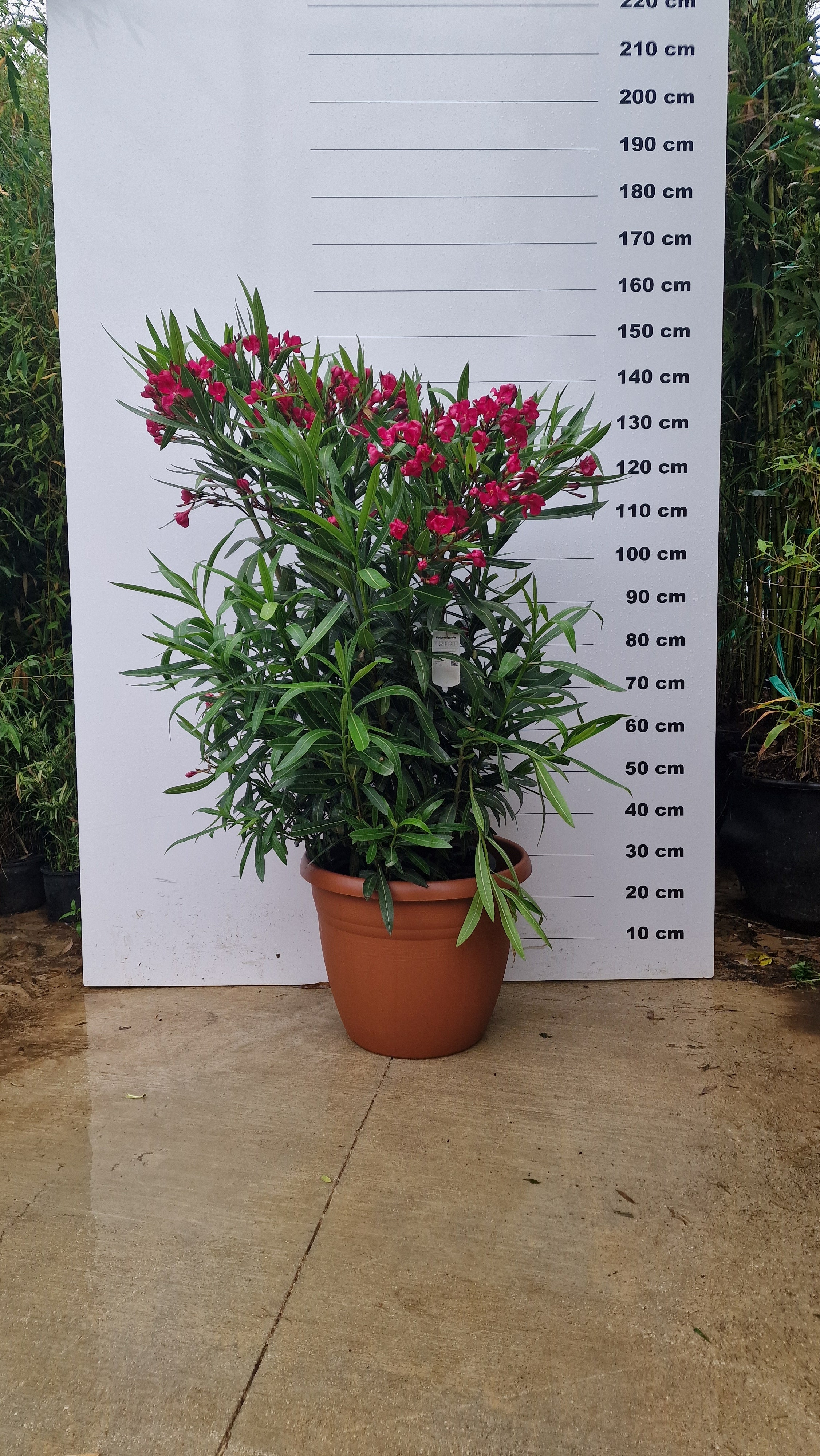 Pot Bologna - Image 6