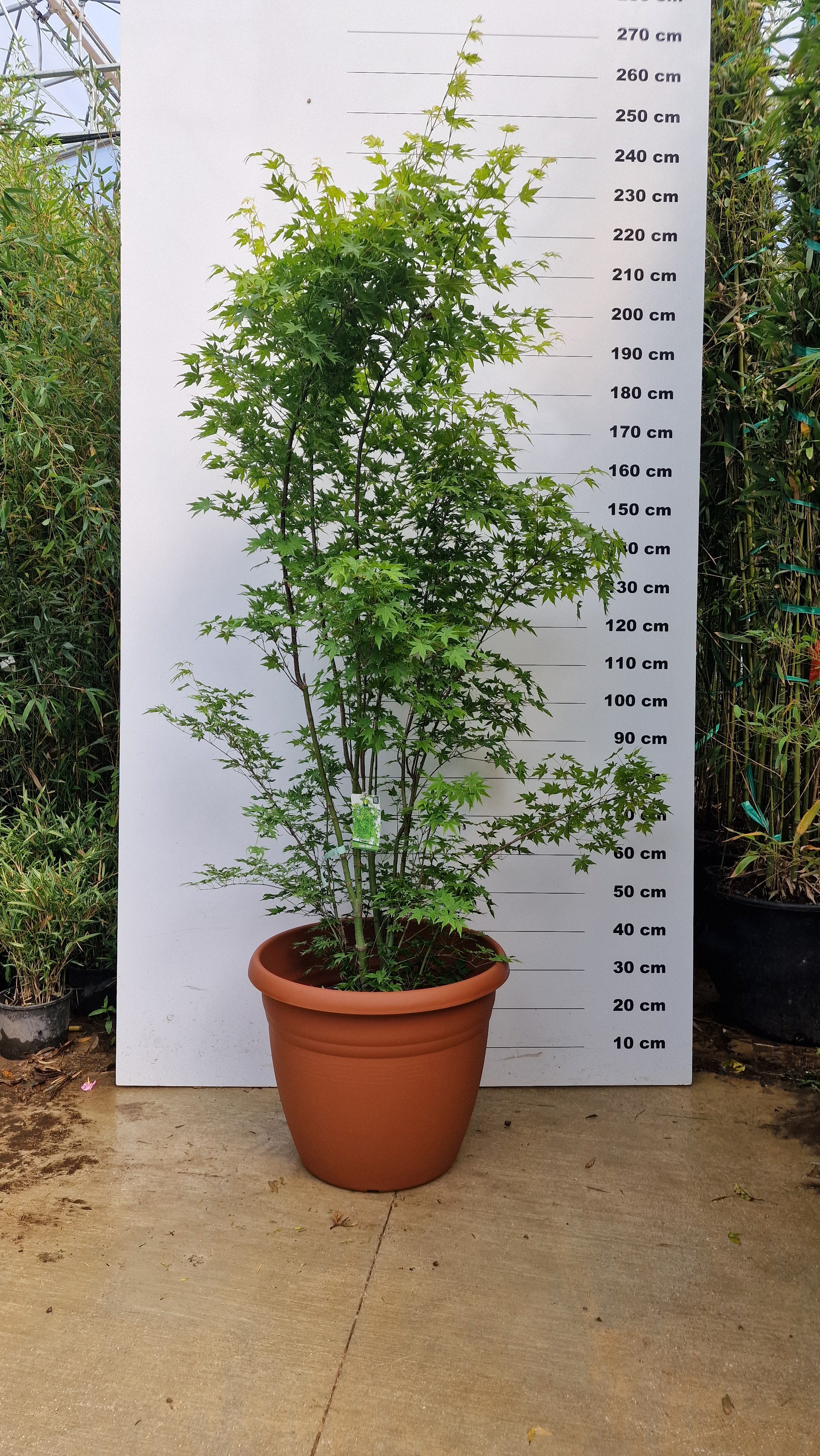 Pot Bologna - Image 7