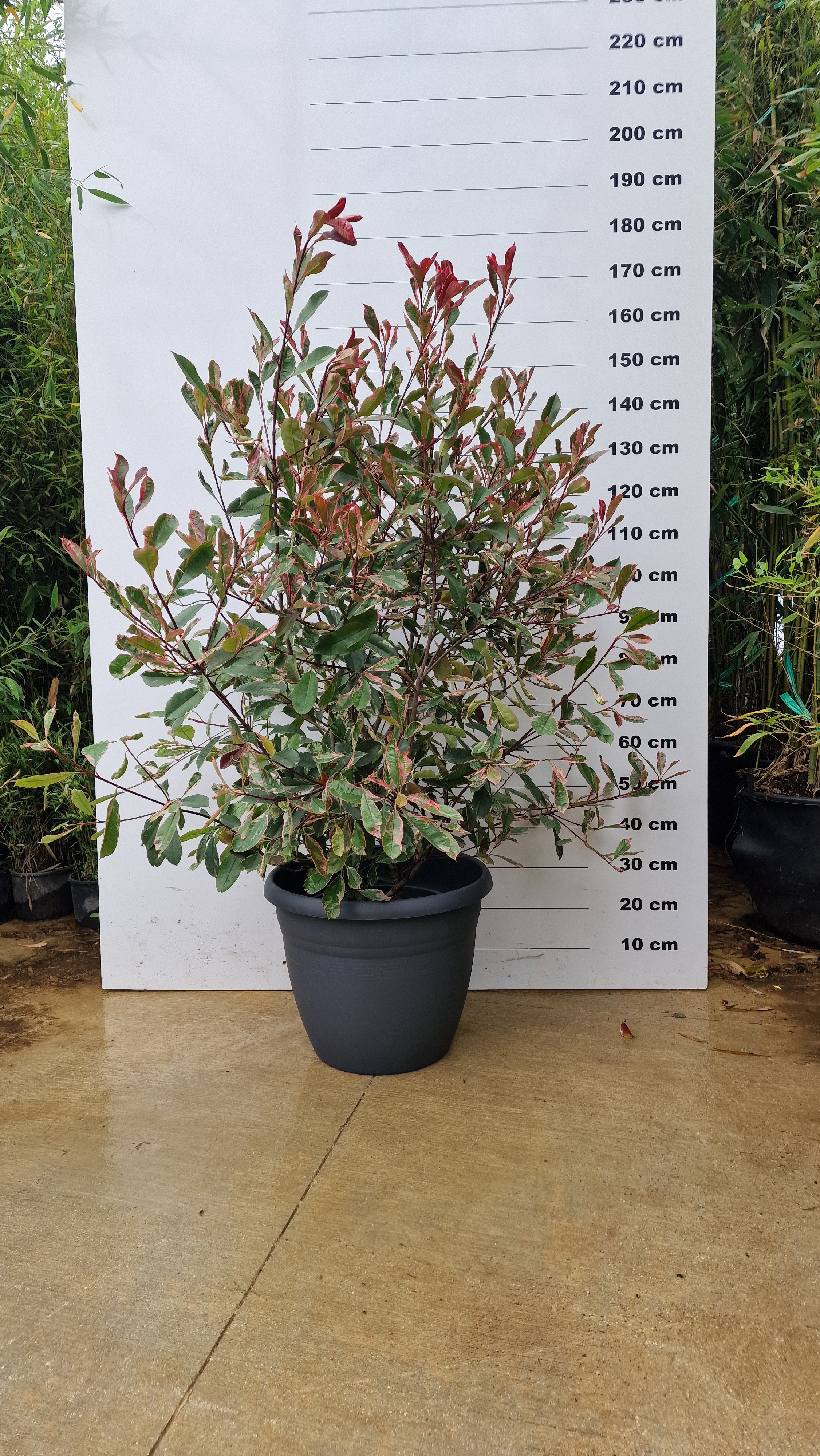 Pot Bologna - Image 8