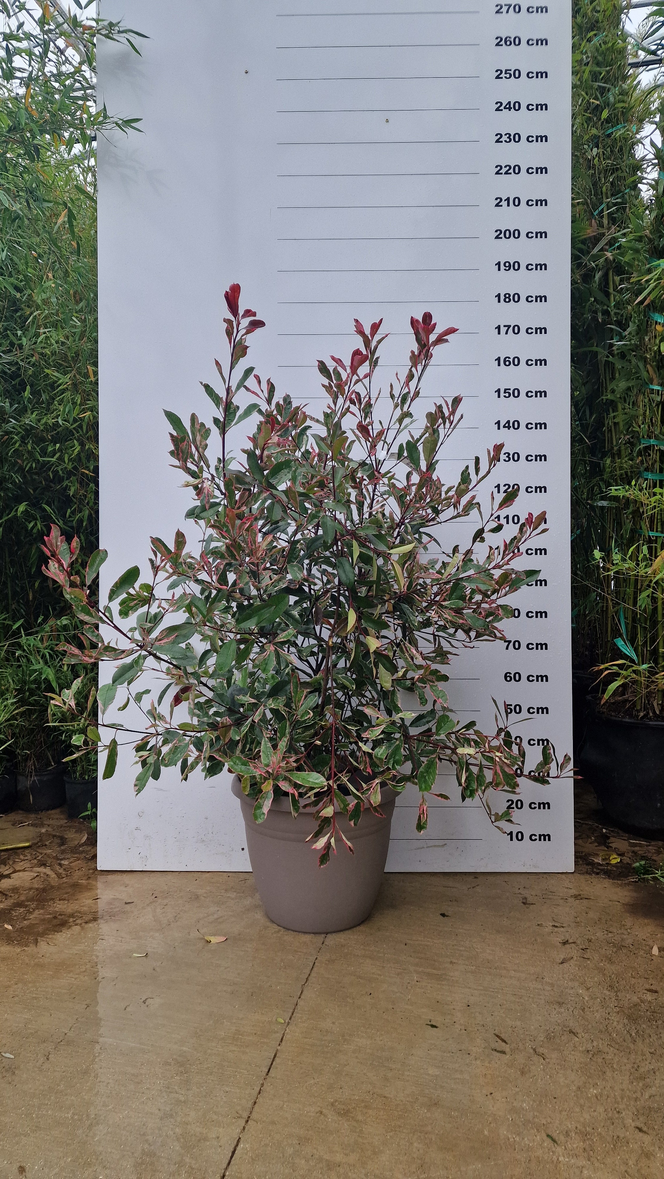 Pot Bologna - Image 9