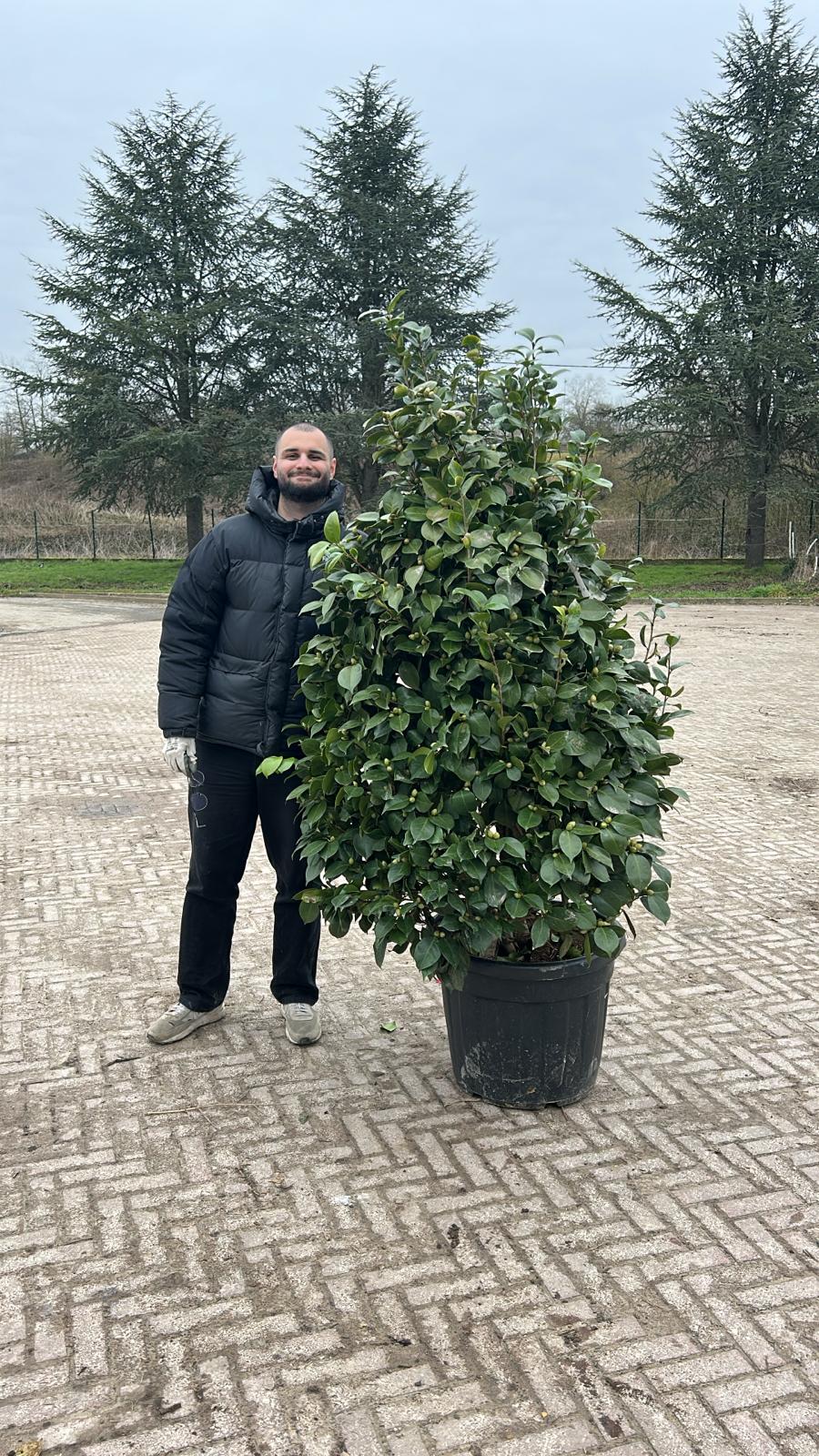 Camélia du Japon en touffe (Camellia Japonica) - Image 10
