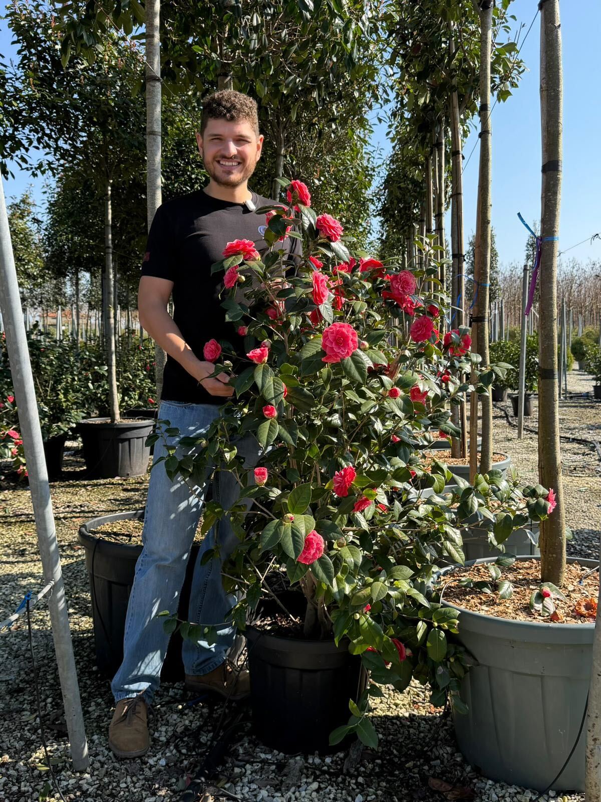 Camélia du Japon en touffe (Camellia Japonica) - Image 11