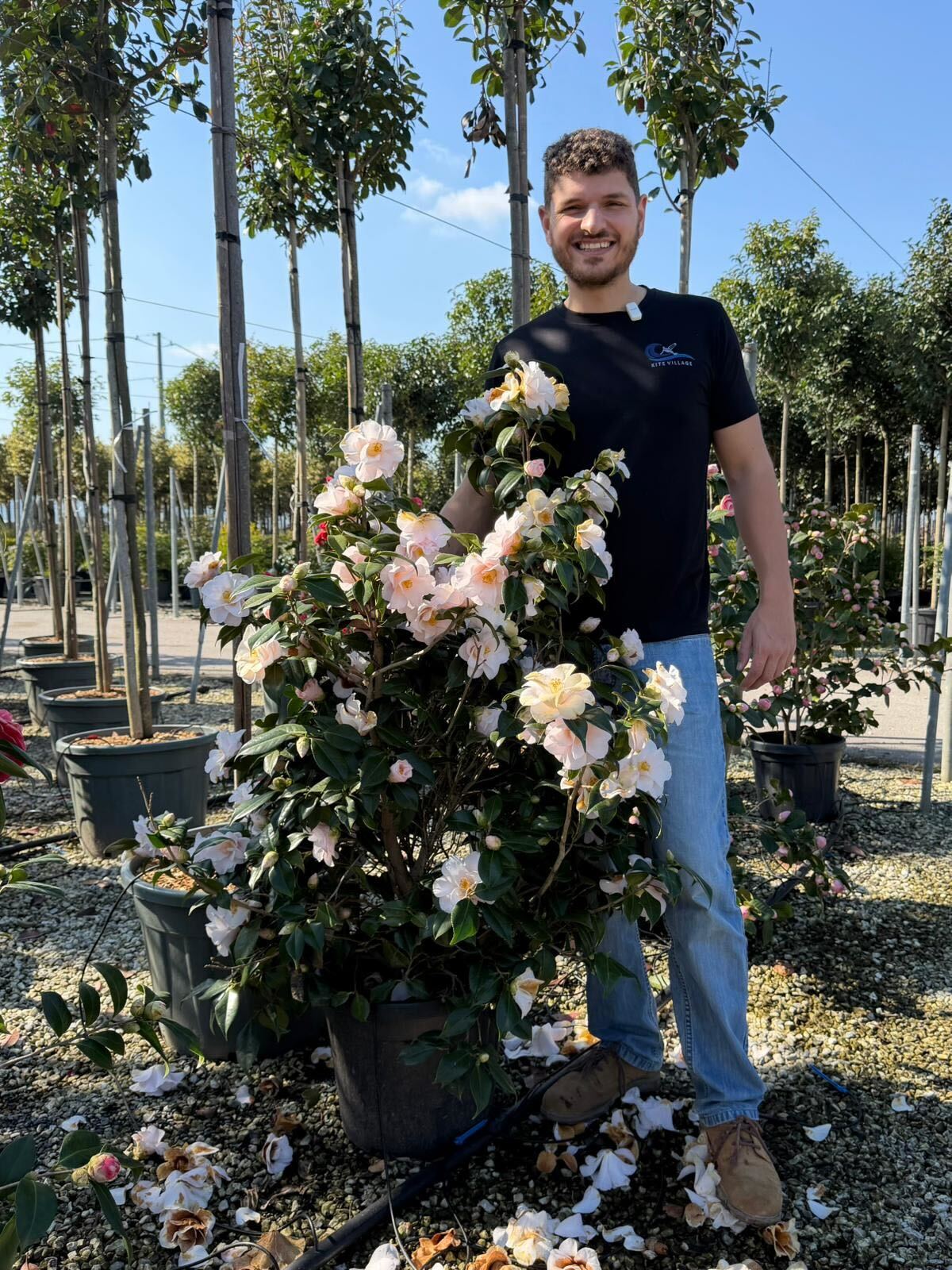 Camélia du Japon en touffe (Camellia Japonica) - Image 12