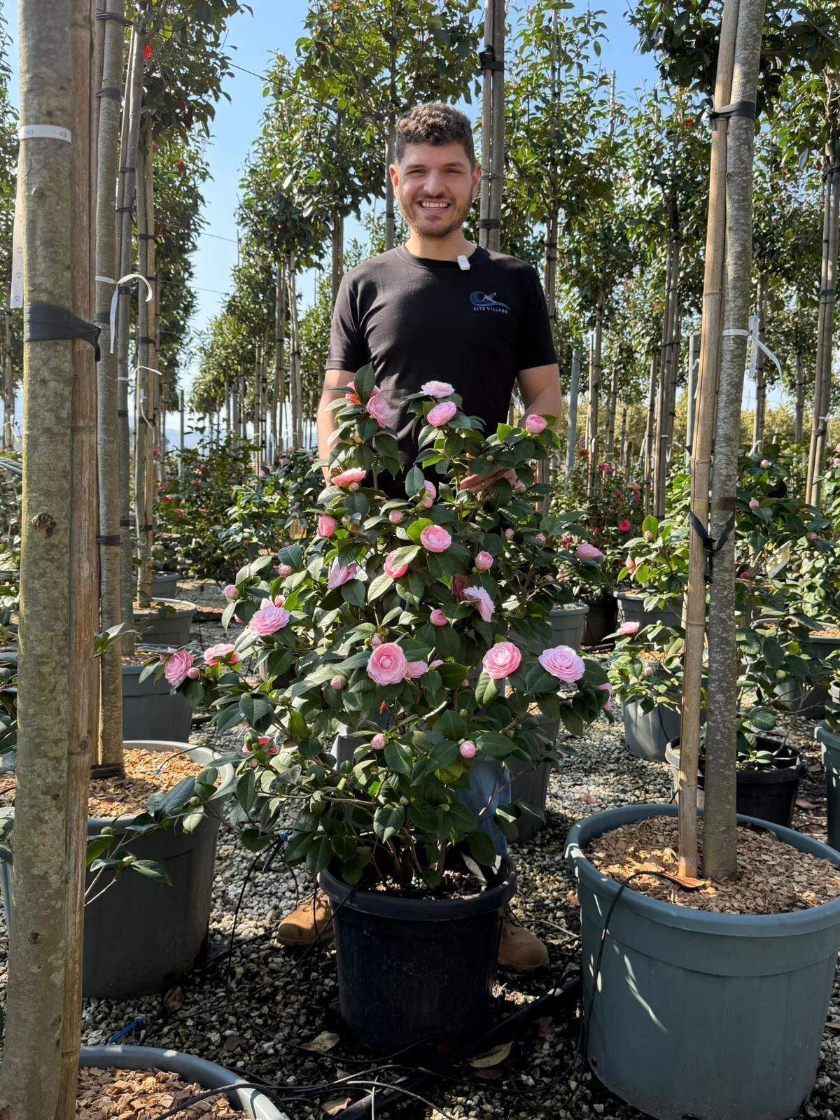 Camélia du Japon en touffe (Camellia Japonica) - Image 13