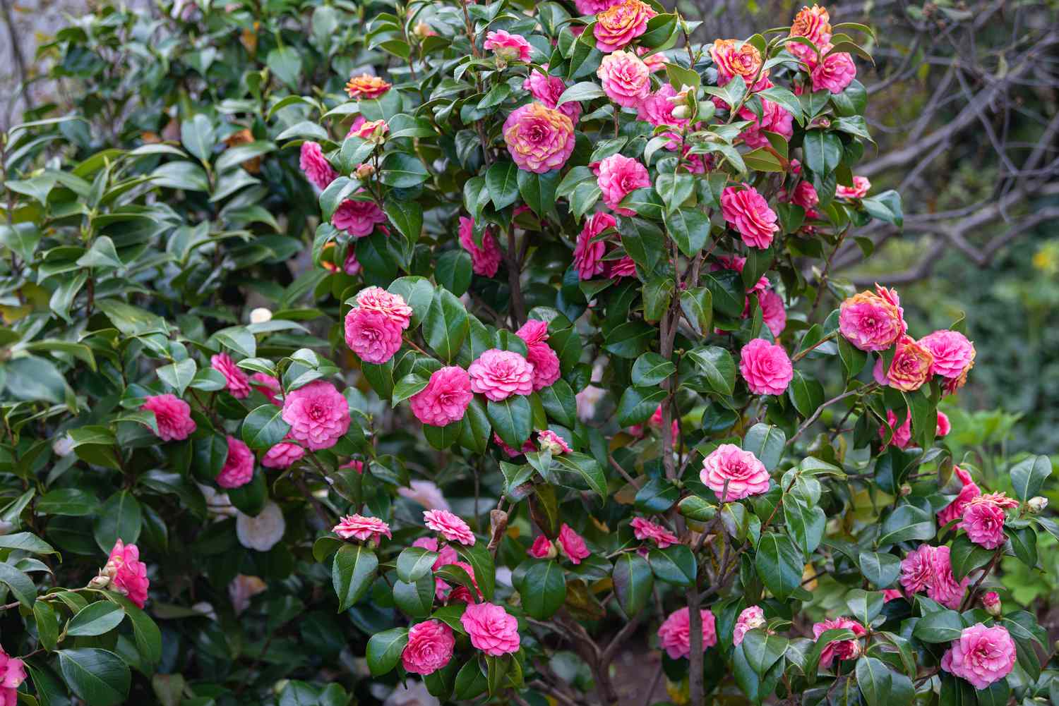 Camélia du Japon en touffe (Camellia Japonica) - Image 3