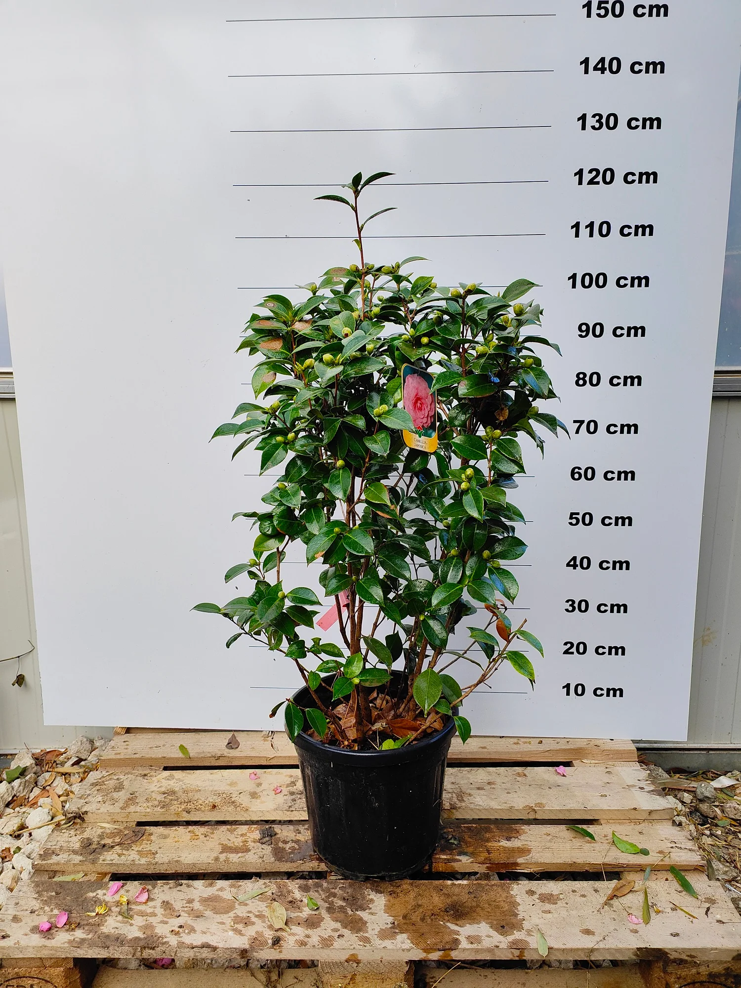 Camélia du Japon en touffe (Camellia Japonica) - Image 4