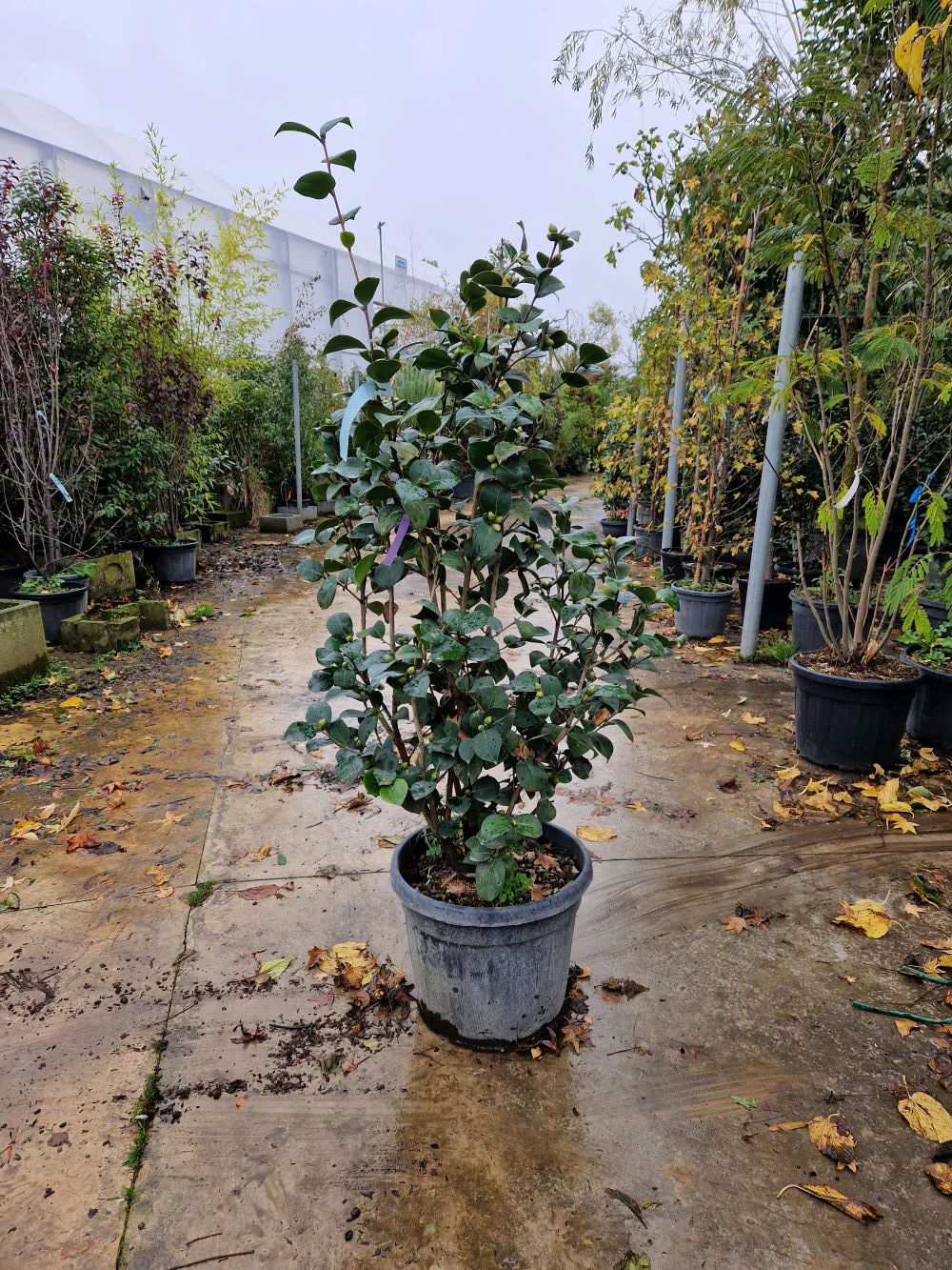 Camélia du Japon en touffe (Camellia Japonica) - Image 5