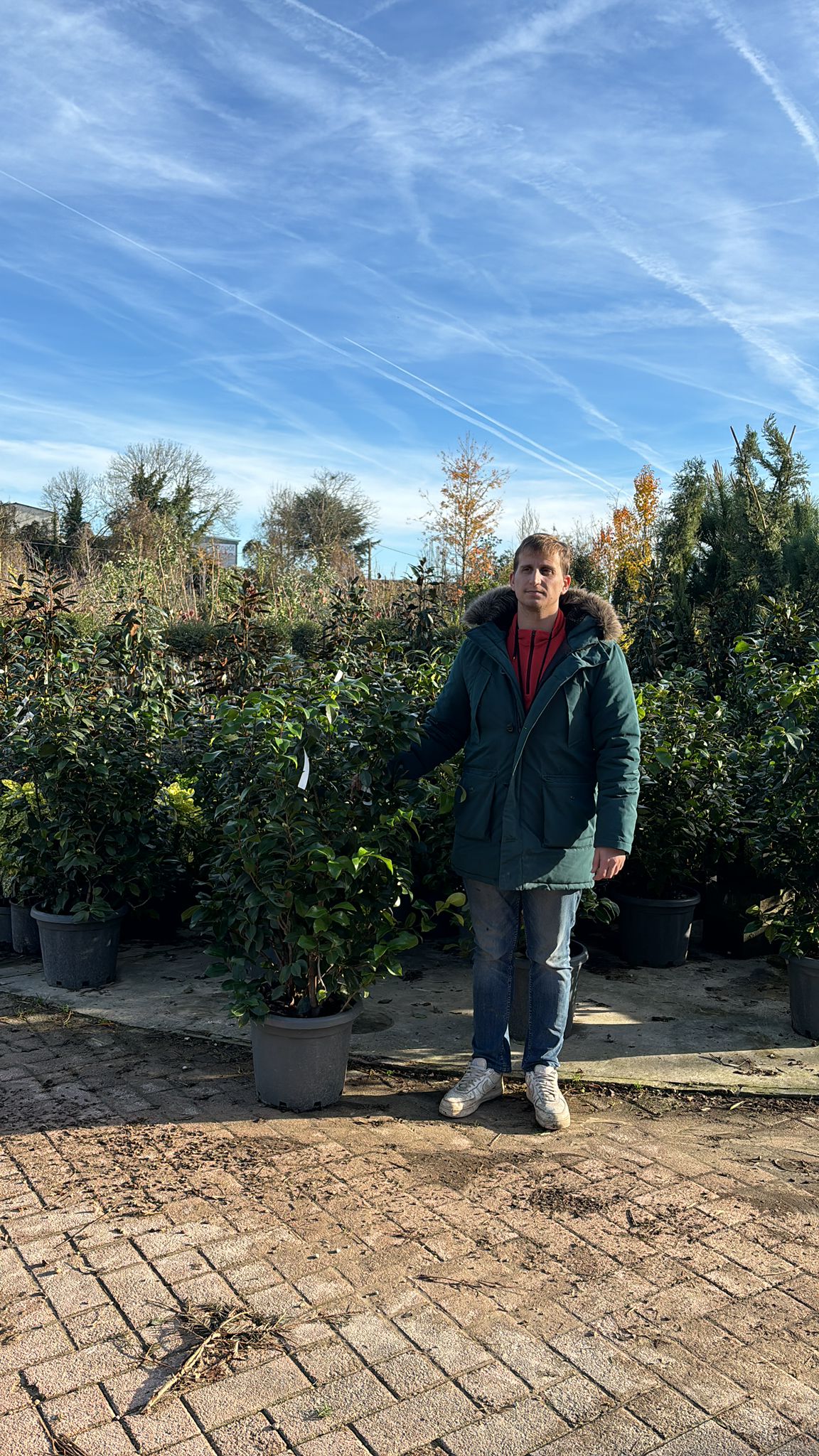 Camélia du Japon en touffe (Camellia Japonica) - Image 6
