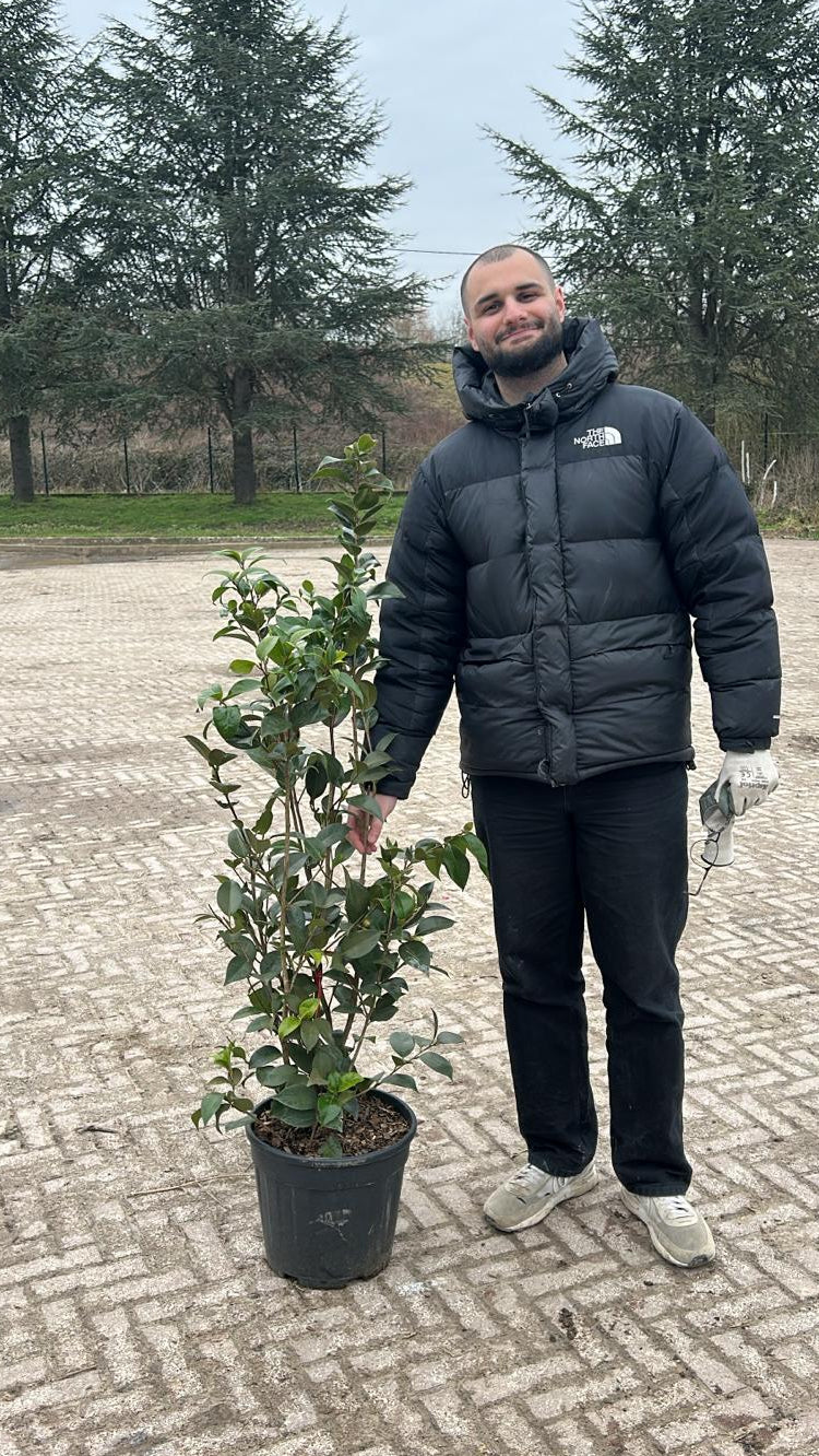Camélia du Japon en touffe (Camellia Japonica) - Image 7