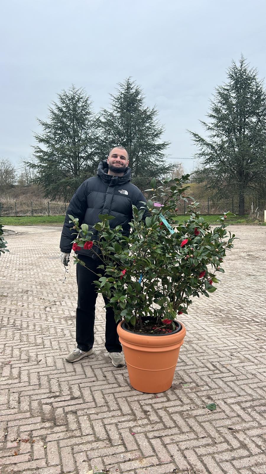 Camélia du Japon en touffe (Camellia Japonica) - Image 8