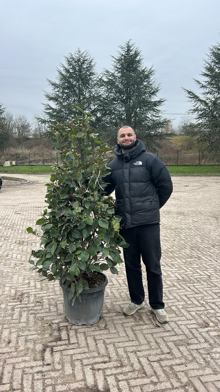 Camélia du Japon en touffe (Camellia Japonica) - Image 9