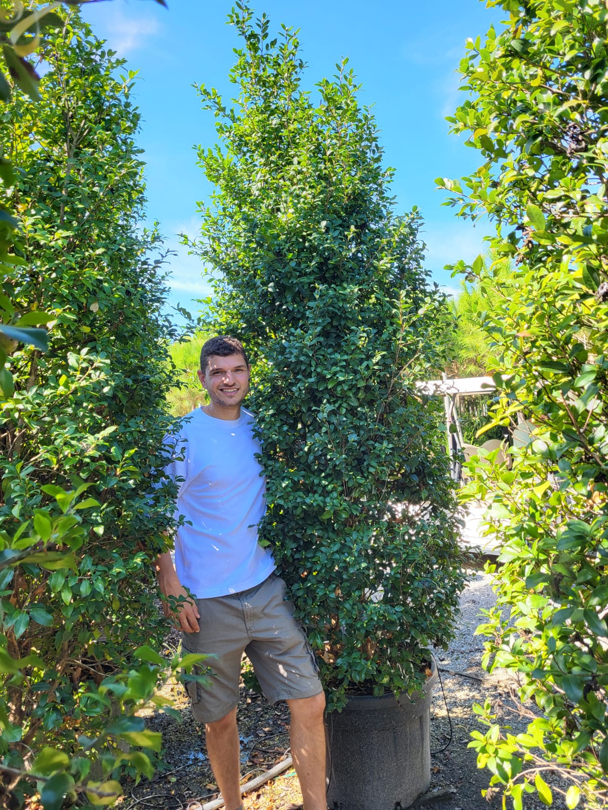 Camélia d'Automne en touffe (Camellia Sasanqua) - Image 10