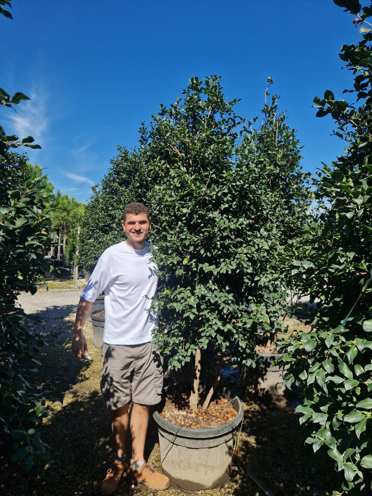 Camélia d'Automne en touffe (Camellia Sasanqua) - Image 11