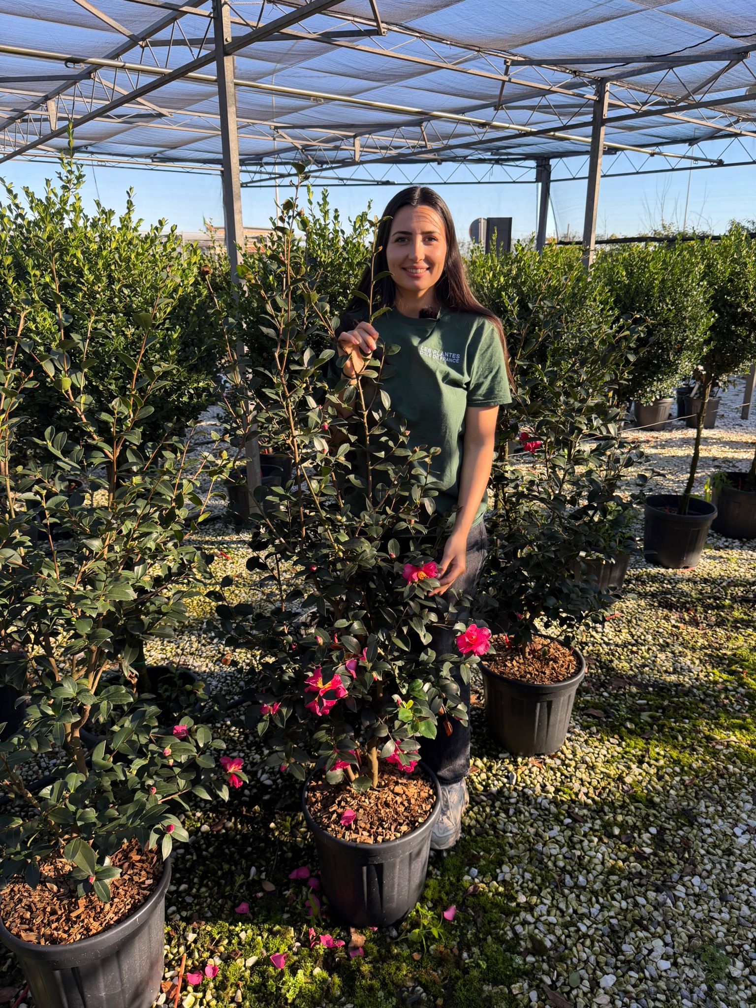 Camélia d'Automne en touffe (Camellia Sasanqua) - Image 12