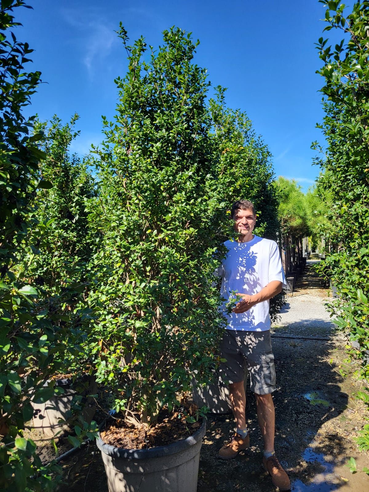 Camélia d'Automne en touffe (Camellia Sasanqua) - Image 13