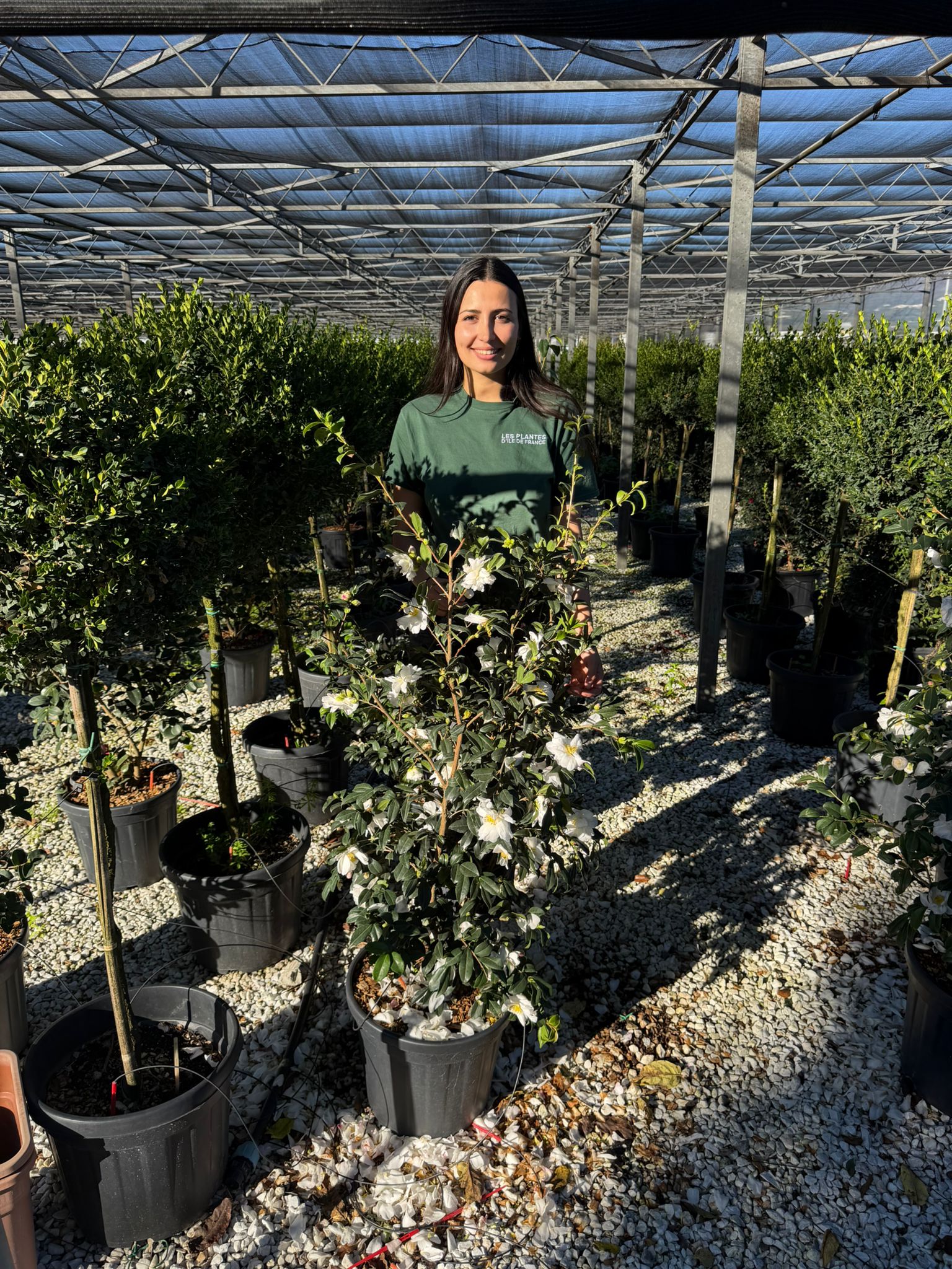 Camélia d'Automne en touffe (Camellia Sasanqua) - Image 14