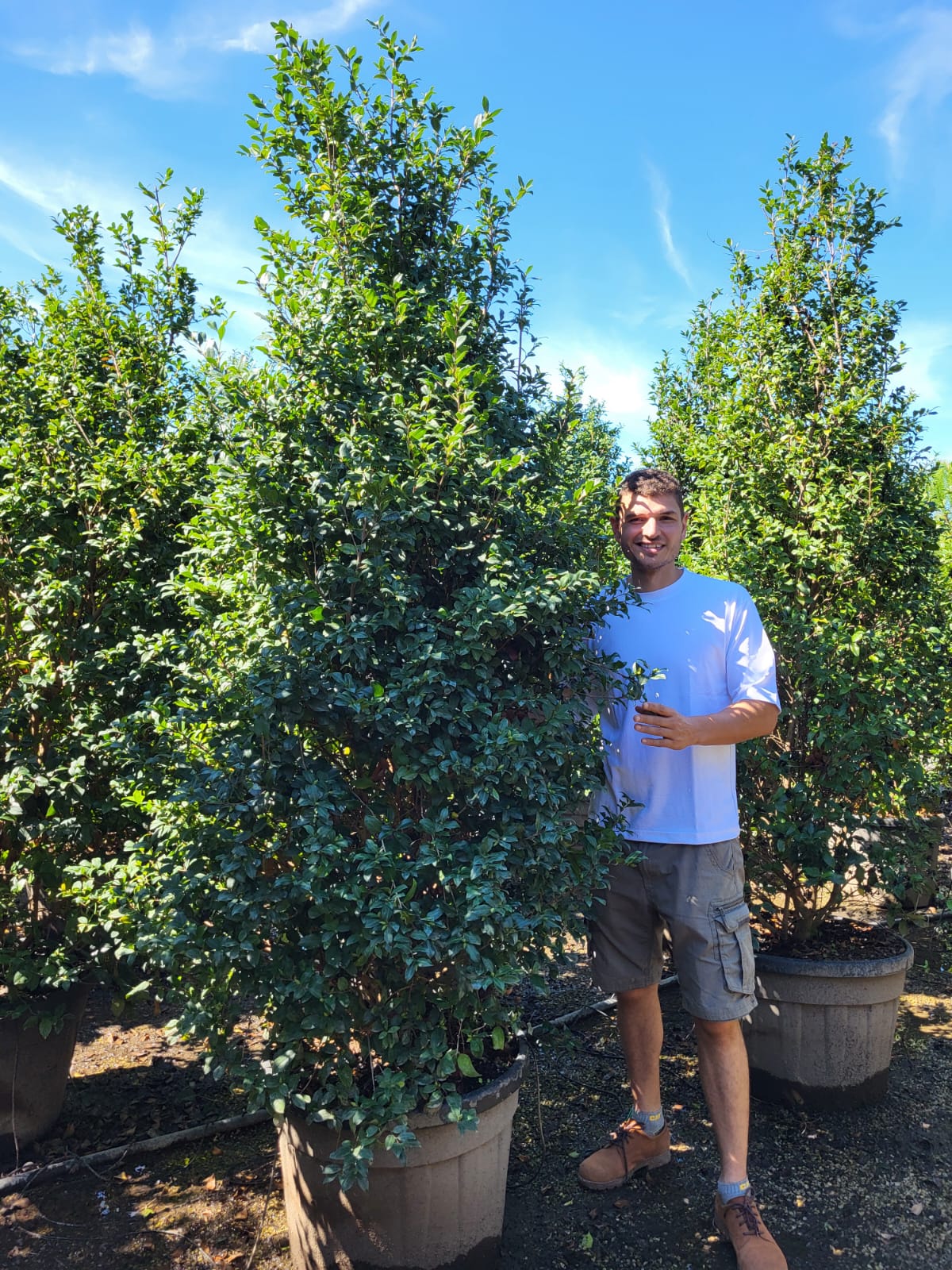 Camélia d'Automne en touffe (Camellia Sasanqua) - Image 15