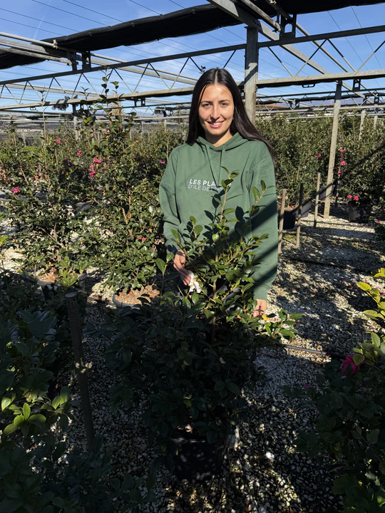 Camélia d'Automne en touffe (Camellia Sasanqua) - Image 16
