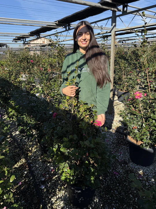 Camélia d'Automne en touffe (Camellia Sasanqua) - Image 17