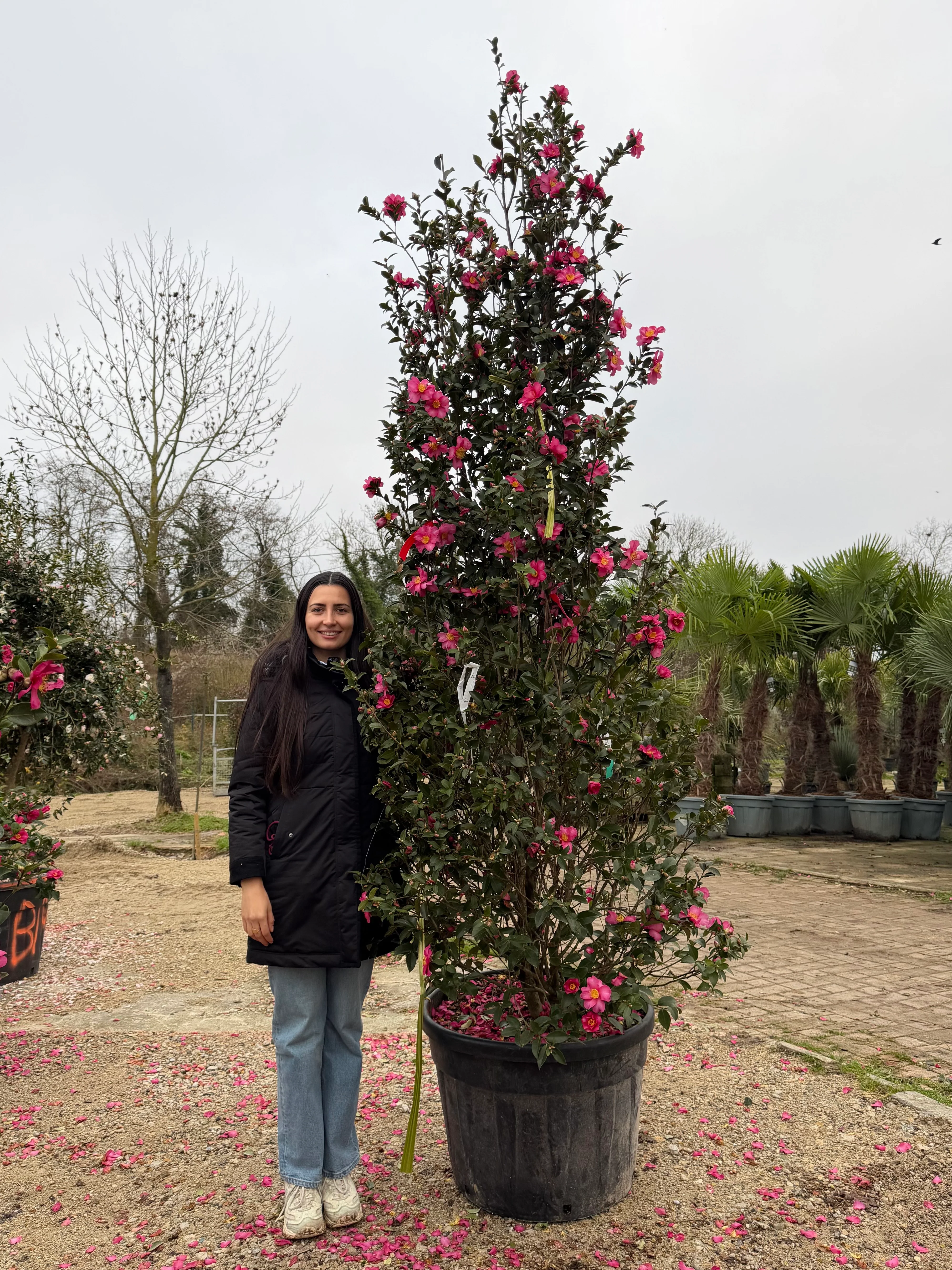 Camélia d'Automne en touffe (Camellia Sasanqua) - Image 18