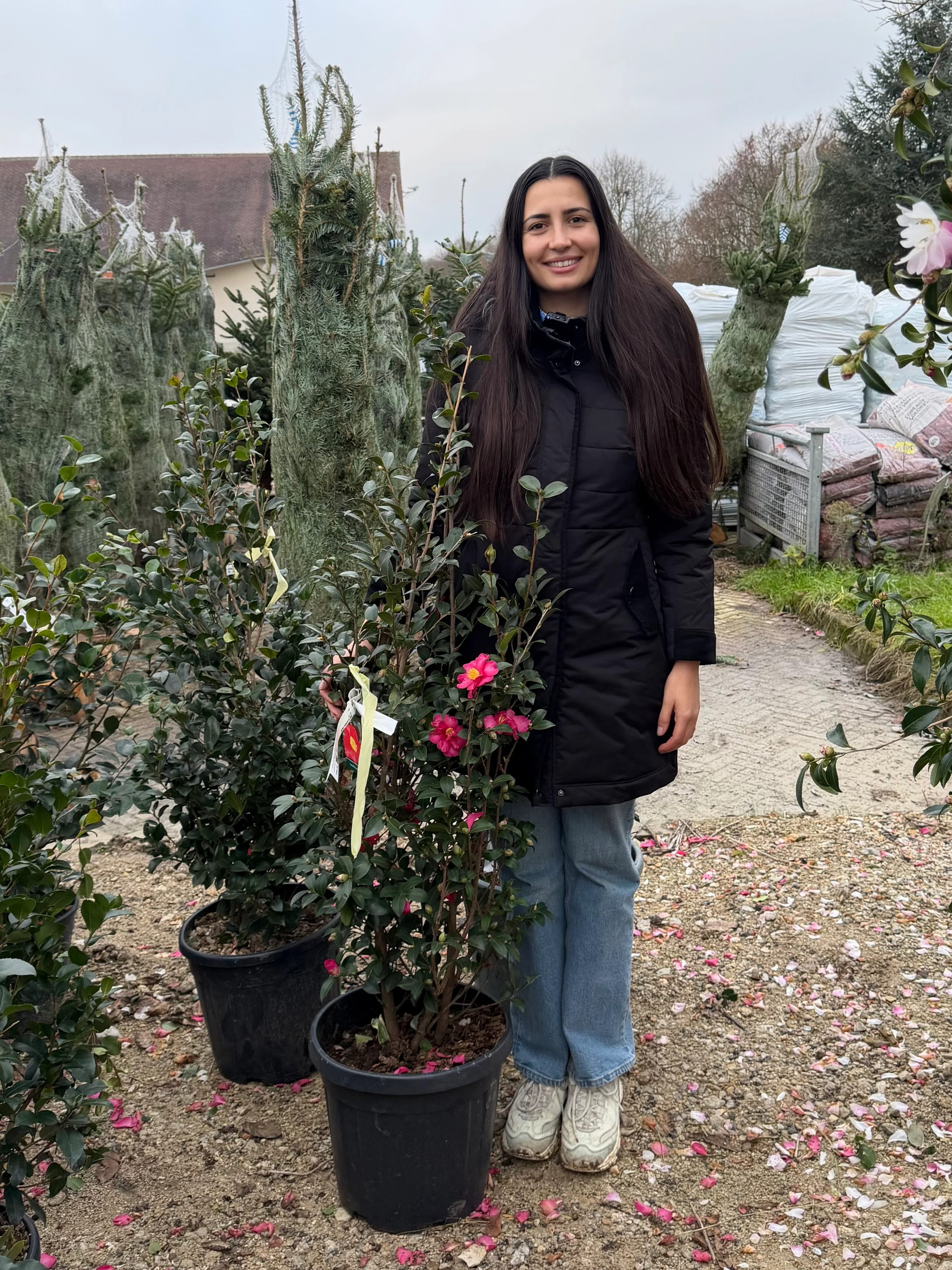 Camélia d'Automne en touffe (Camellia Sasanqua) - Image 19