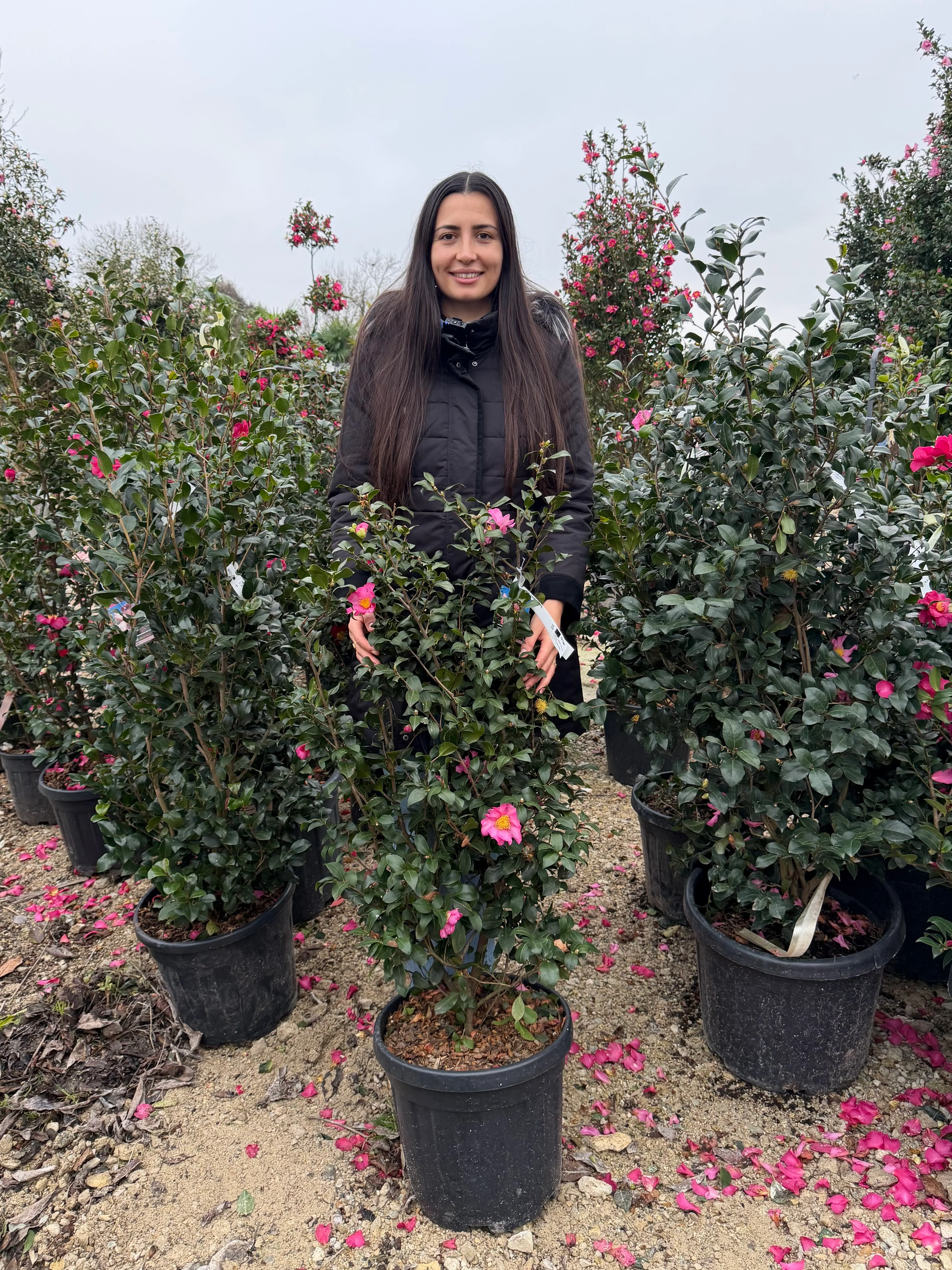 Camélia d'Automne en touffe (Camellia Sasanqua) - Image 20