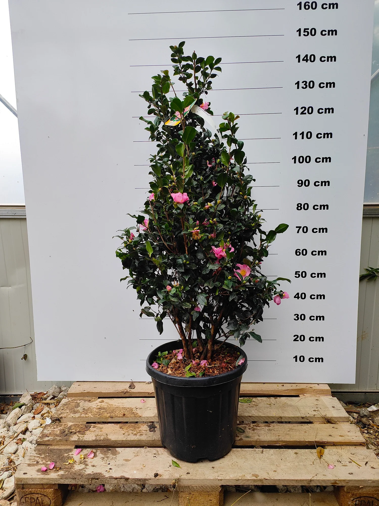 Camélia d'Automne en touffe (Camellia Sasanqua) - Image 5