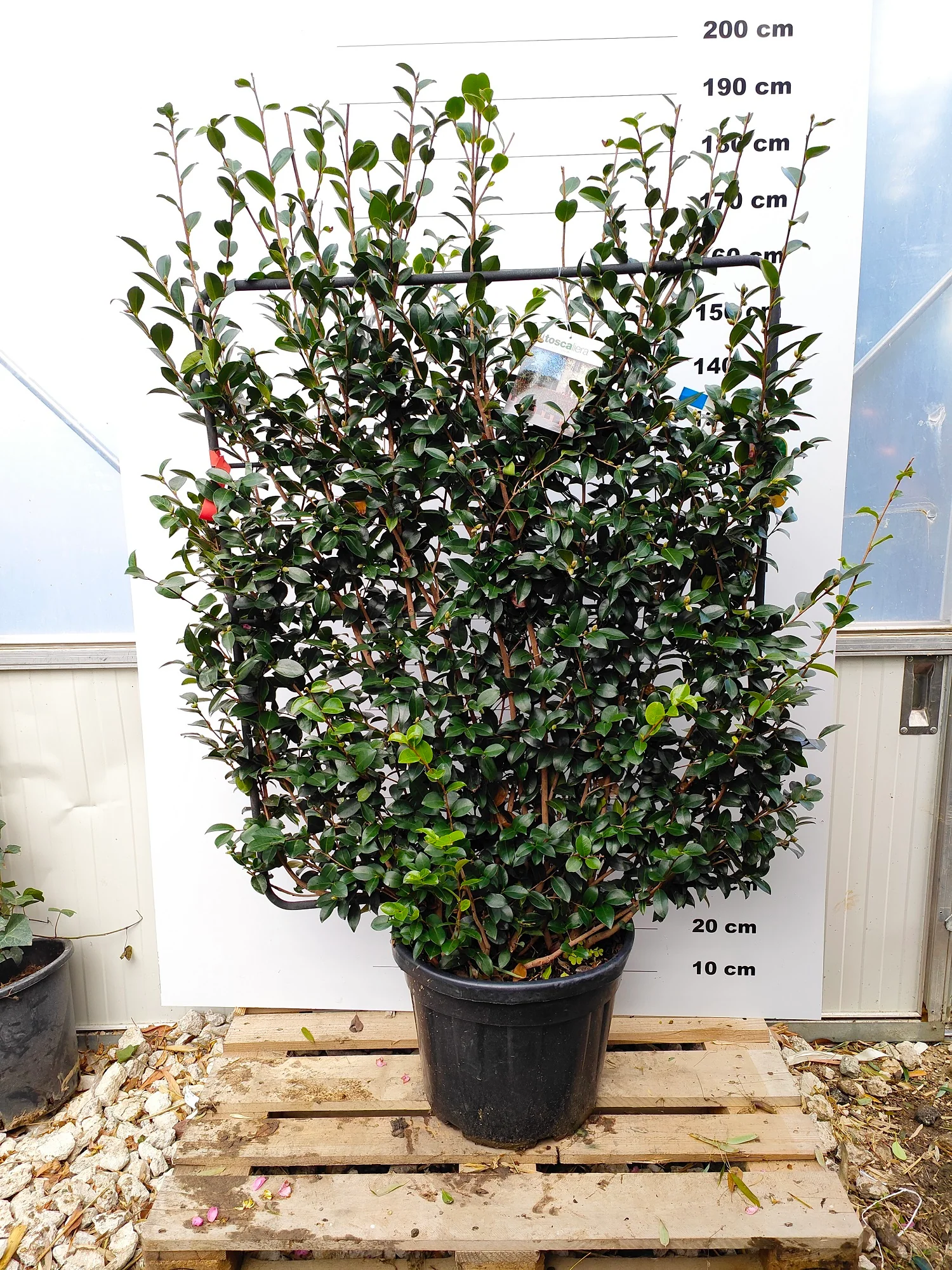 Camélia d'Automne en touffe (Camellia Sasanqua) - Image 6