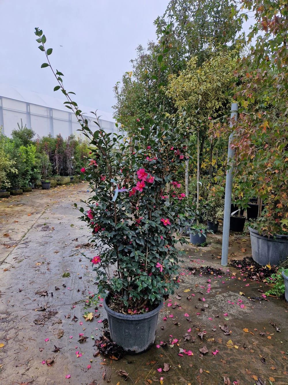 Camélia d'Automne en touffe (Camellia Sasanqua) - Image 7