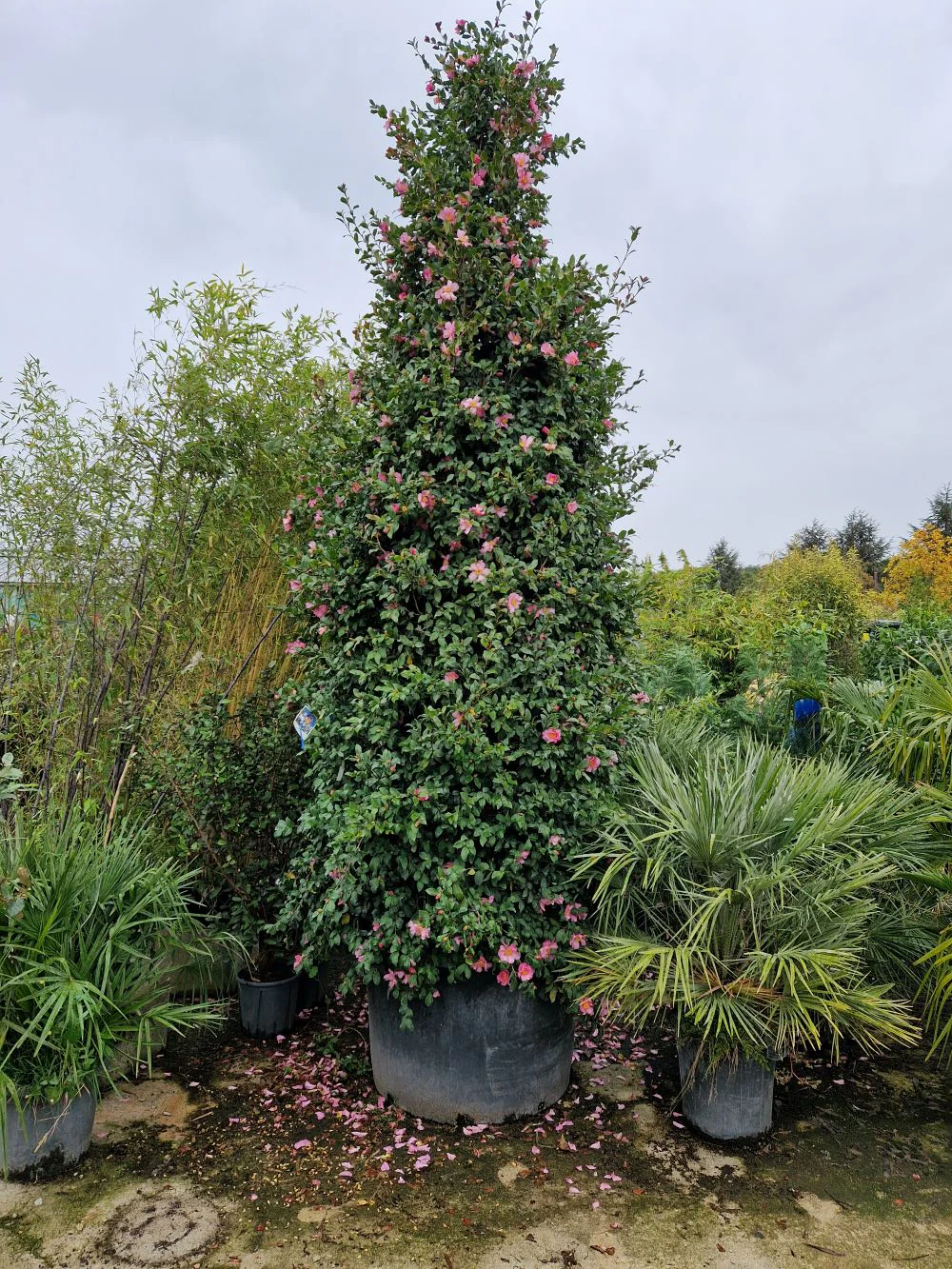 Camélia d'Automne en touffe (Camellia Sasanqua) - Image 8