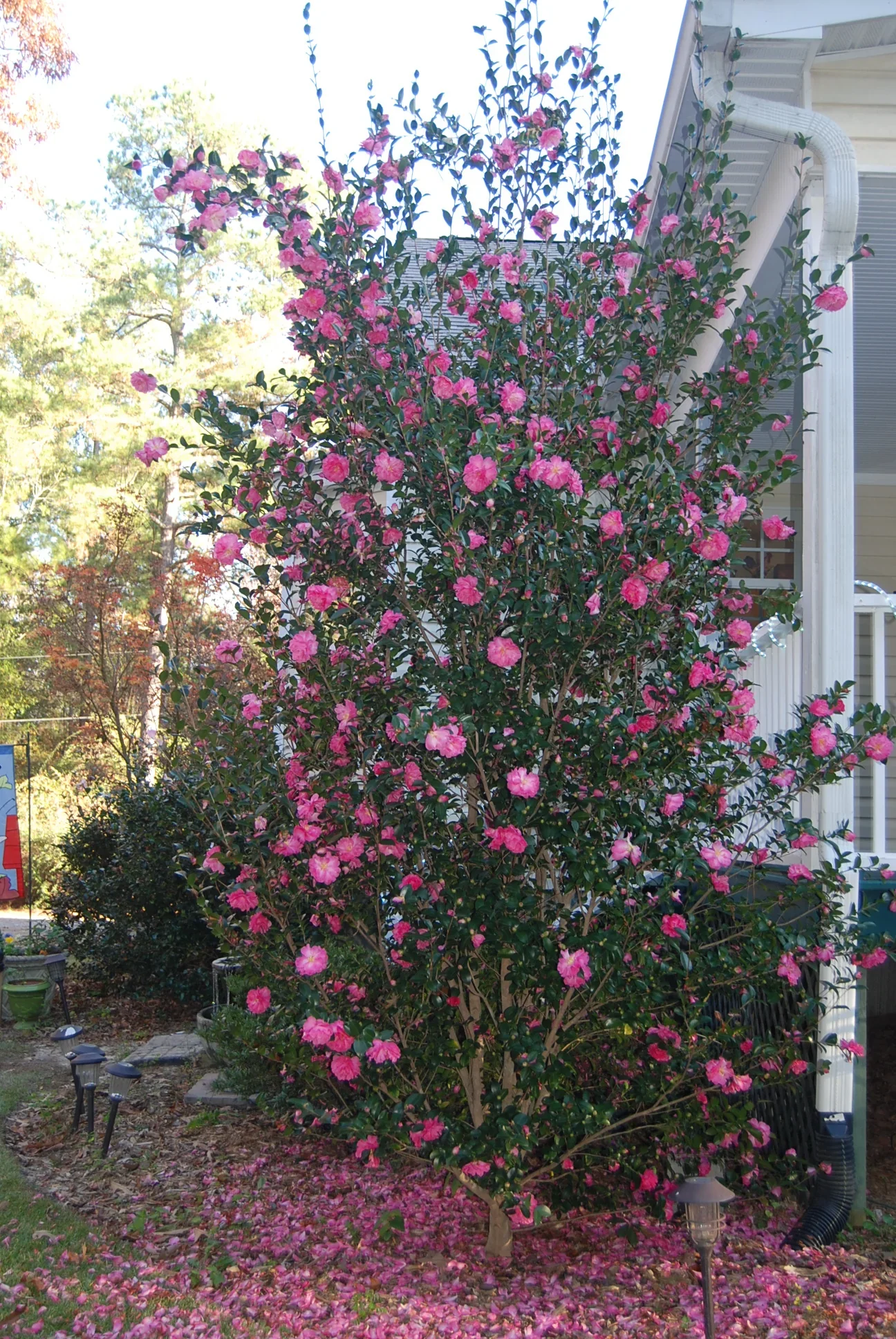 Camélia d'Automne en touffe (Camellia Sasanqua) - Image 9