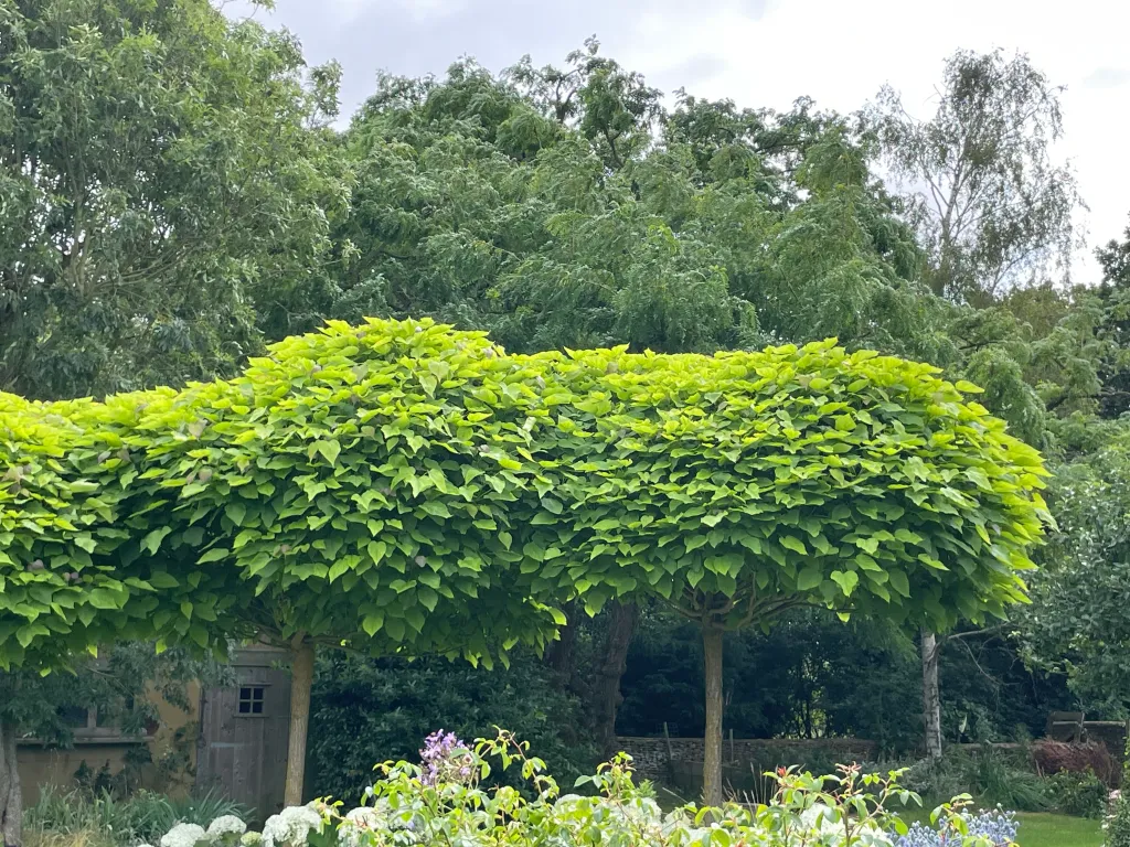 Catalpa boule (Catalpa bignonioides 'Nana') - Image 4
