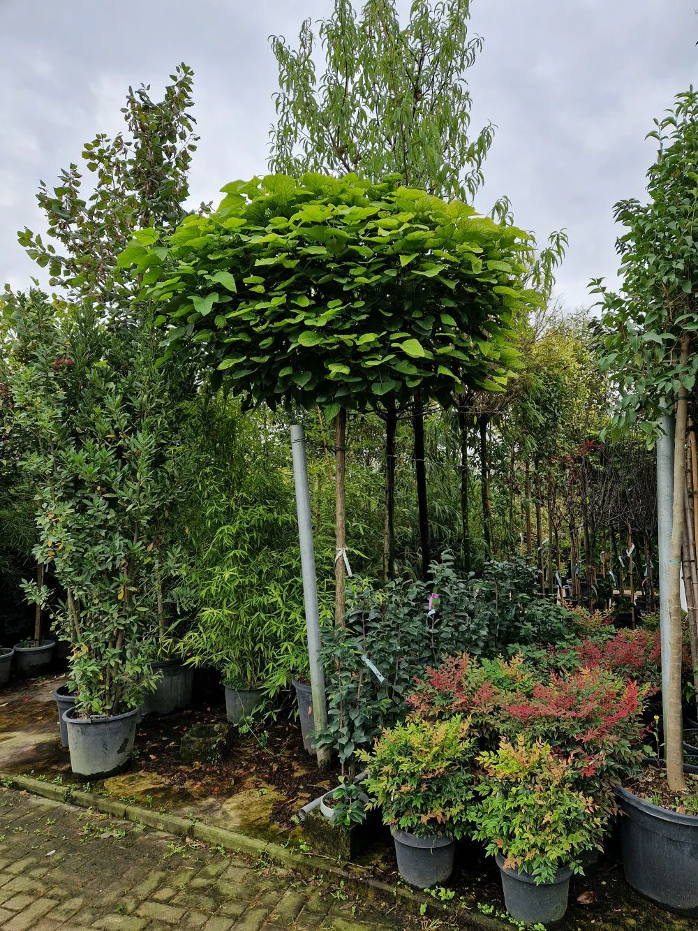 Catalpa boule (Catalpa bignonioides 'Nana') - Image 5