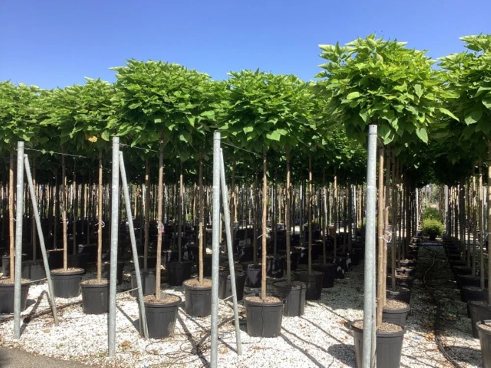 Catalpa boule (Catalpa bignonioides 'Nana') - Image 6