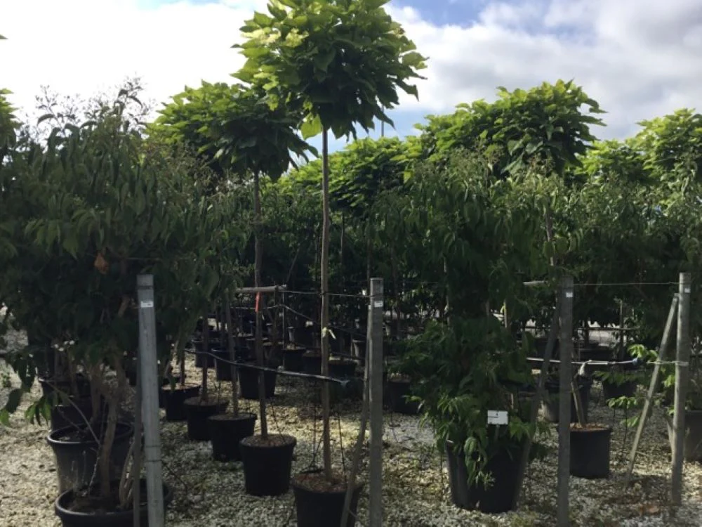 Catalpa boule (Catalpa bignonioides 'Nana') - Image 7