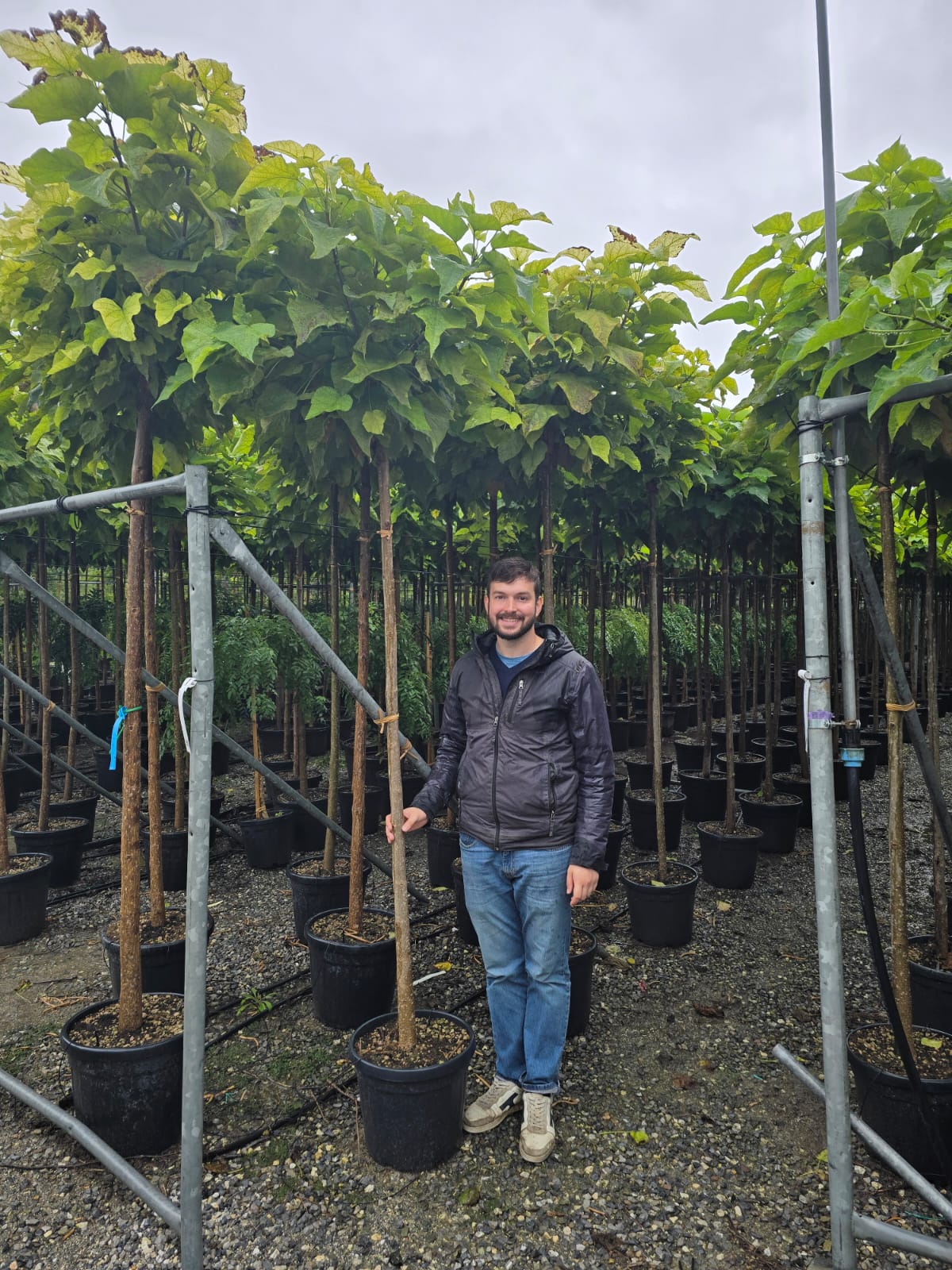 Catalpa boule (Catalpa bignonioides 'Nana') - Image 8