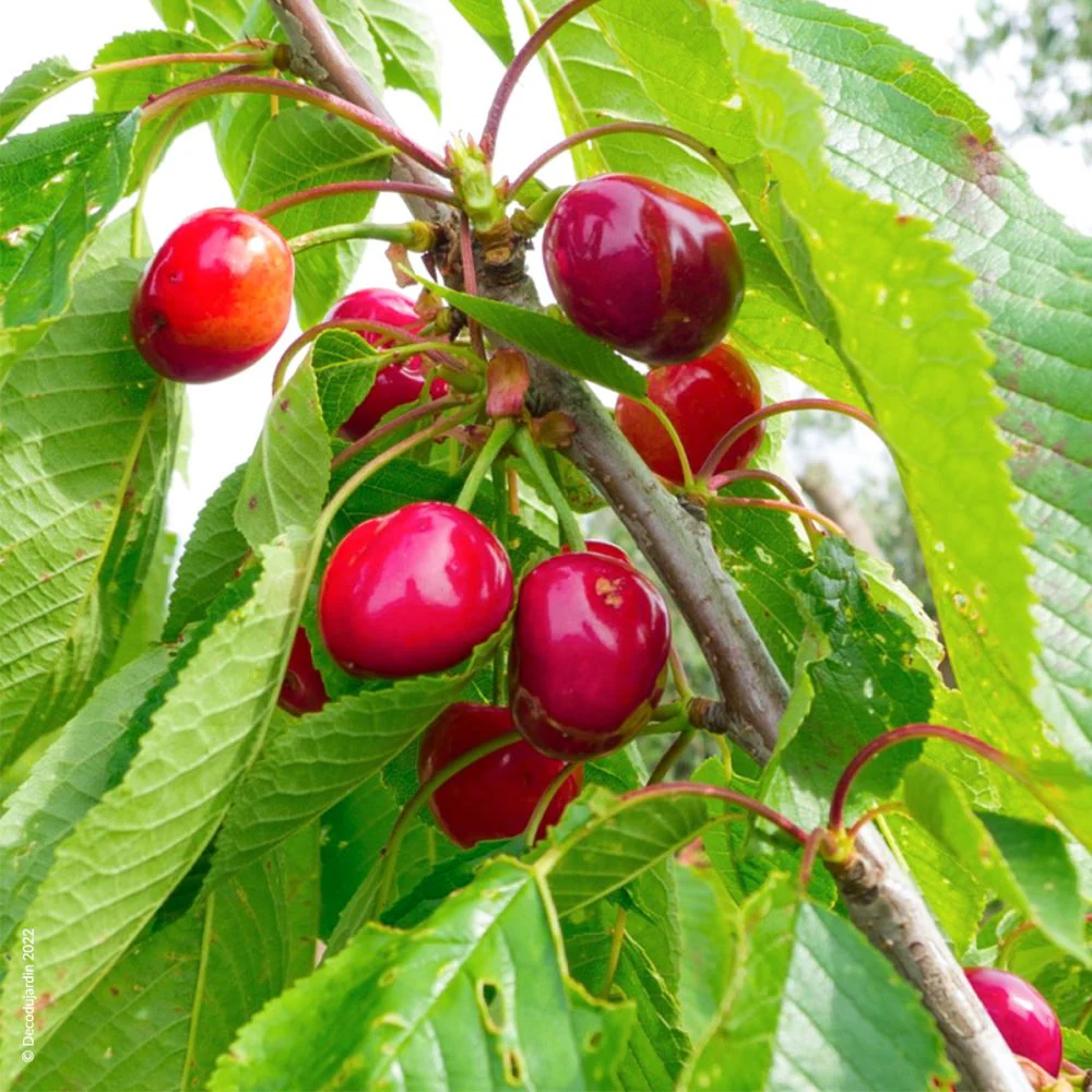 Cerisier Bigarreau Burlat (Prunus avium Bigarreau Burlat) - Image 10