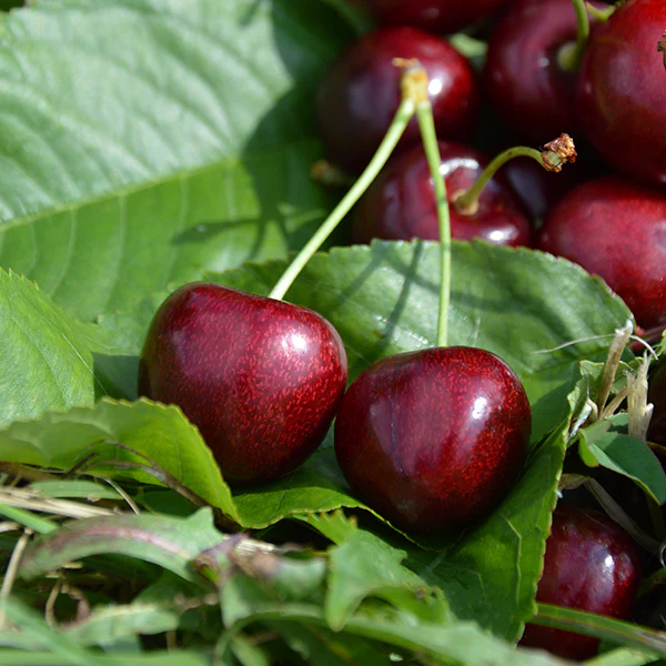 Cerisier Bigarreau Burlat (Prunus avium Bigarreau Burlat) - Image 11