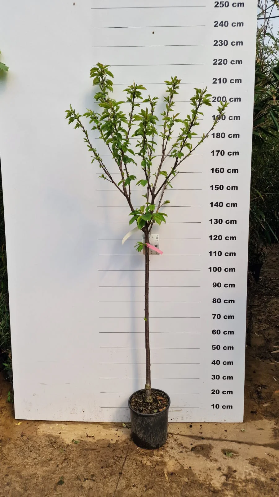 Cerisier Bigarreau Burlat (Prunus avium Bigarreau Burlat) - Image 12