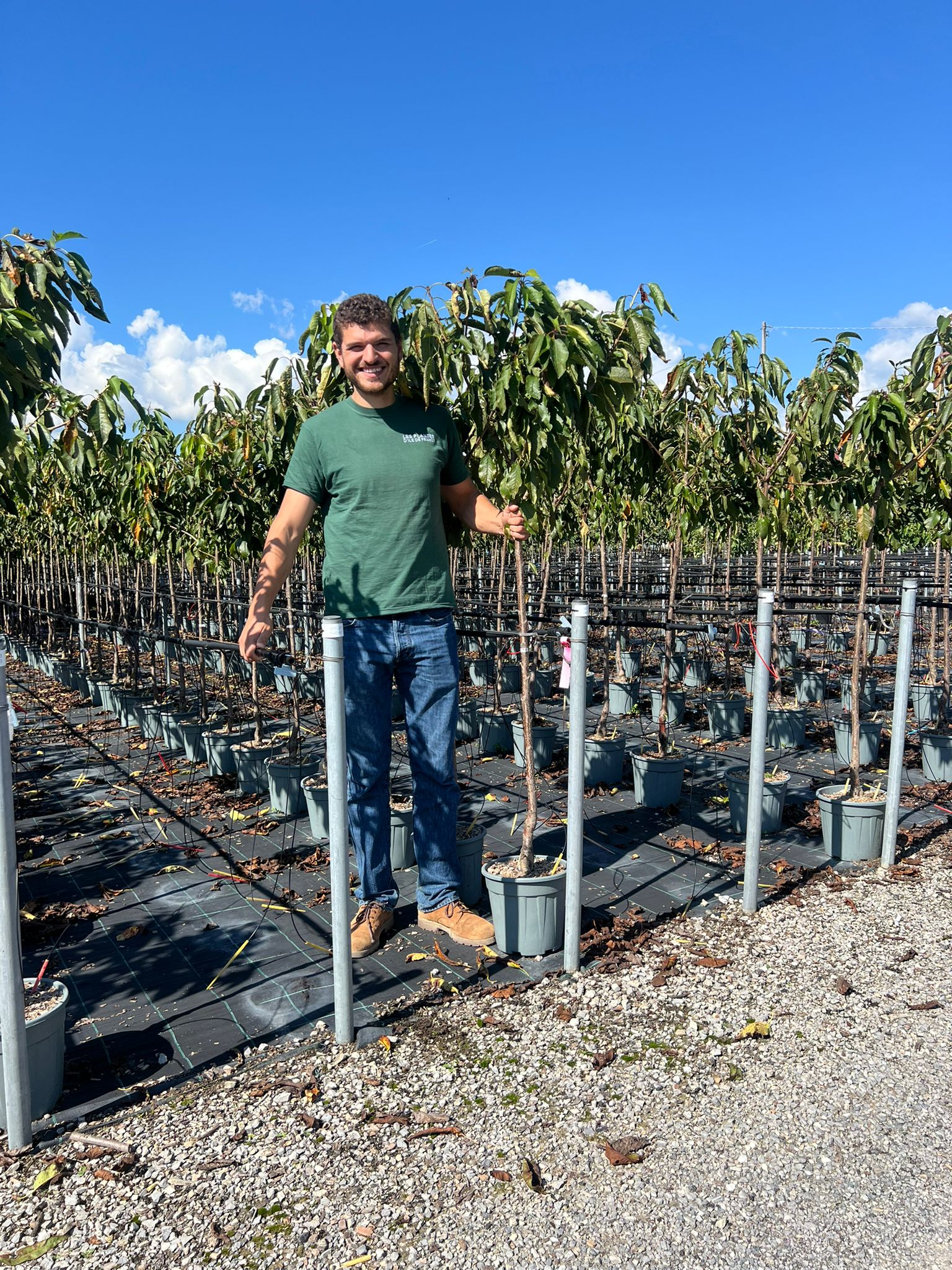 Cerisier Bigarreau Burlat (Prunus avium Bigarreau Burlat) - Image 13
